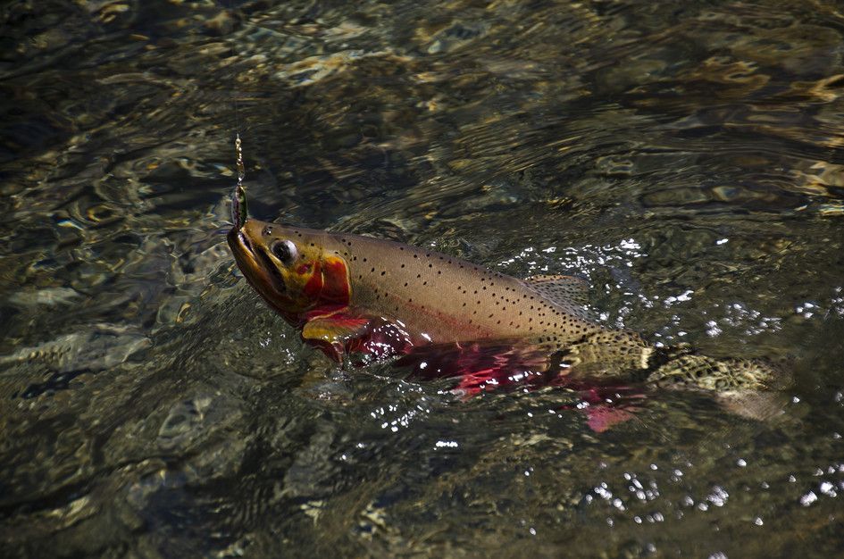 Westslope cutthroat trout with orange-red markings being released