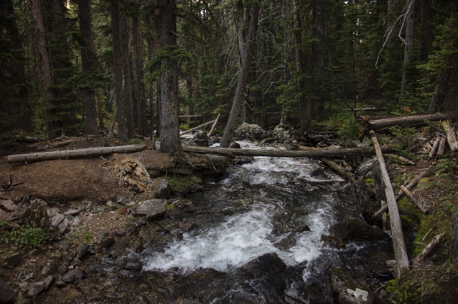 Rushing creek with fallen logs crossing through dark spruce forest