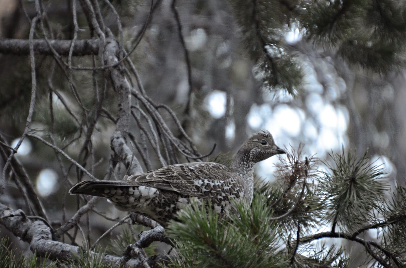 Blue grouse perched on pine branch in mountain forest