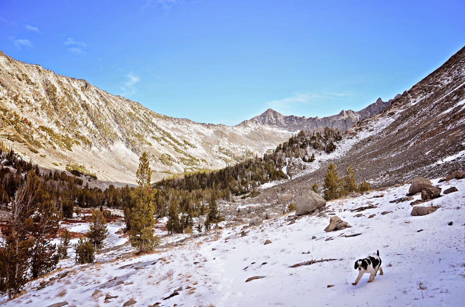 Dog hiking through snowy alpine valley with granite peaks ahead