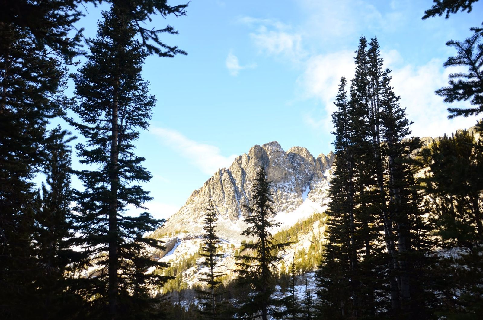 Jagged Crazy Mountain peaks framed by silhouetted pine trees at sunset