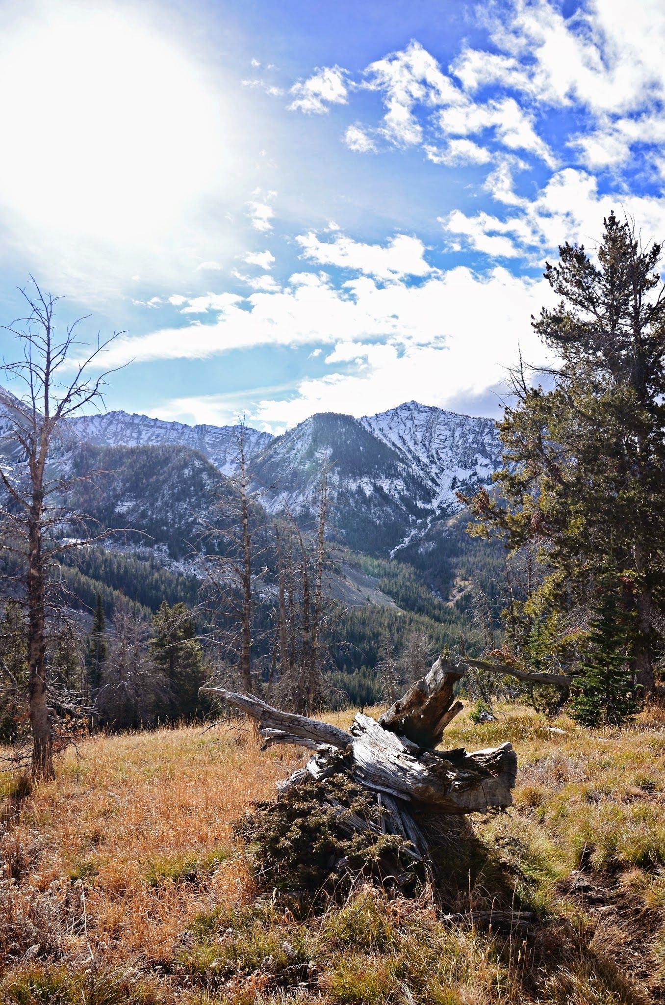 Golden alpine meadow with fallen log and snow-capped Crazy Mountain range