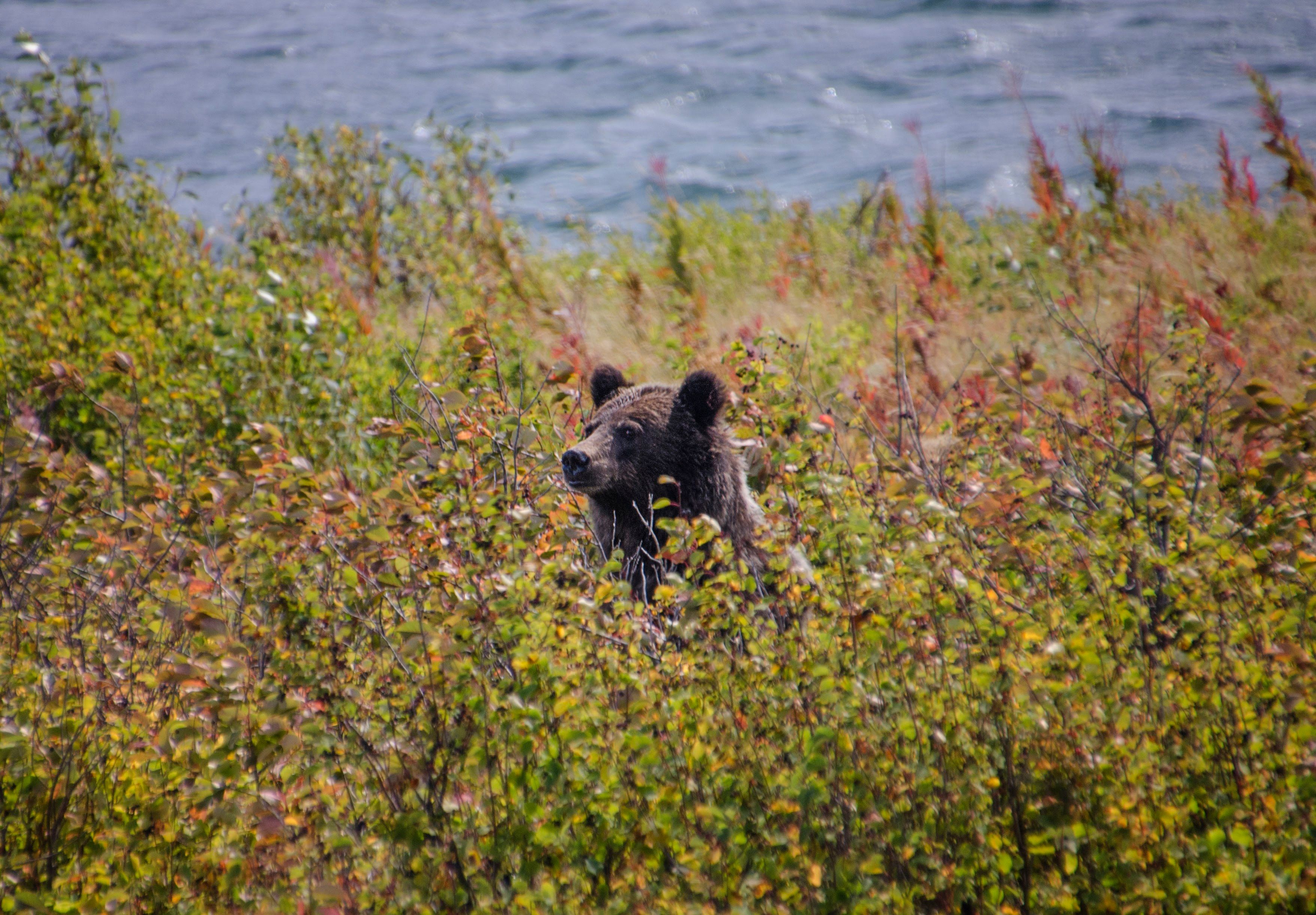 Featured image for Wildlife Near Big Sky: How to See Elk, Bears, and Bighorn Sheep Without Paying for a Tour
