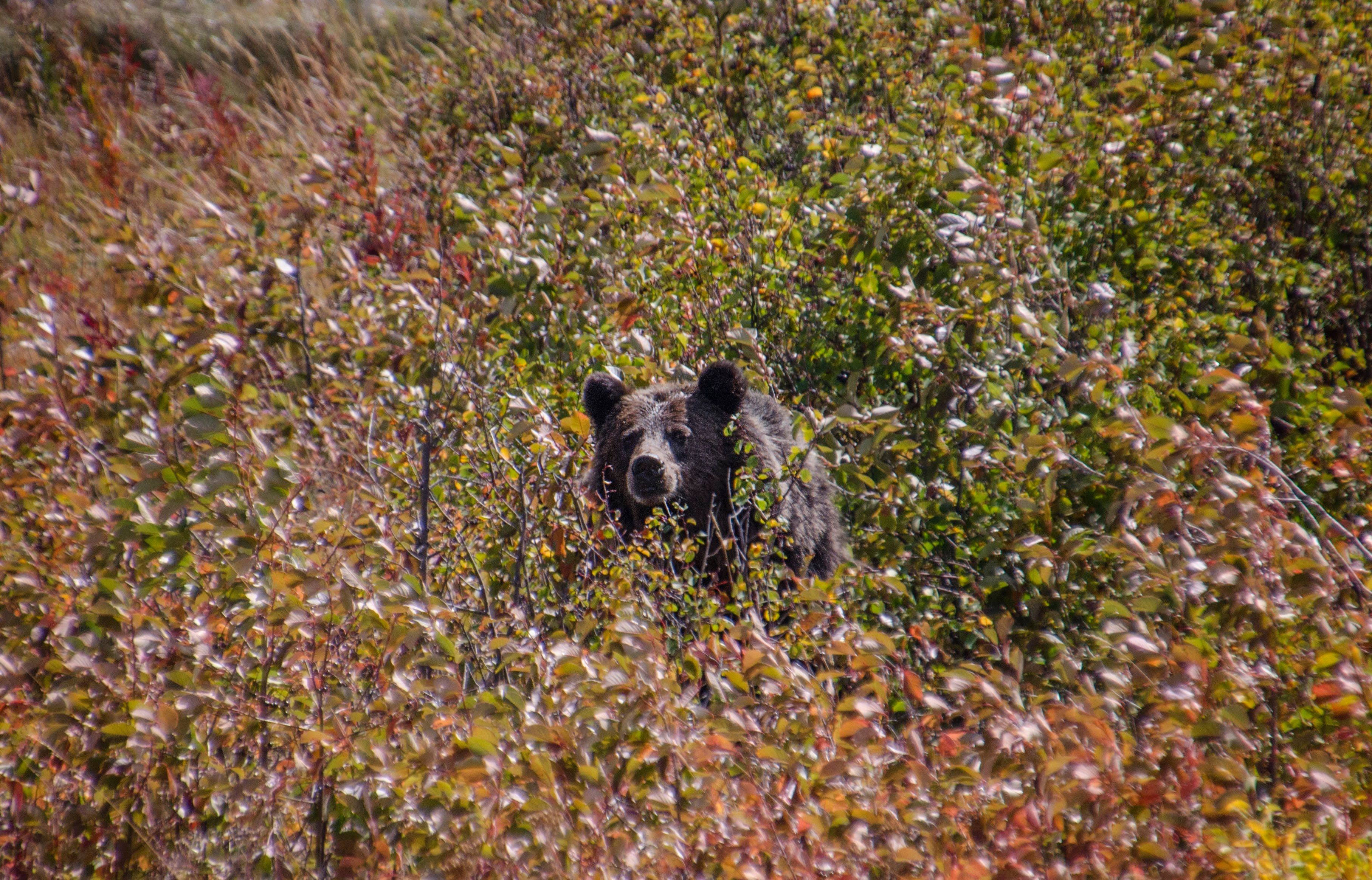 Grizzly bear near St. Mary Lake
