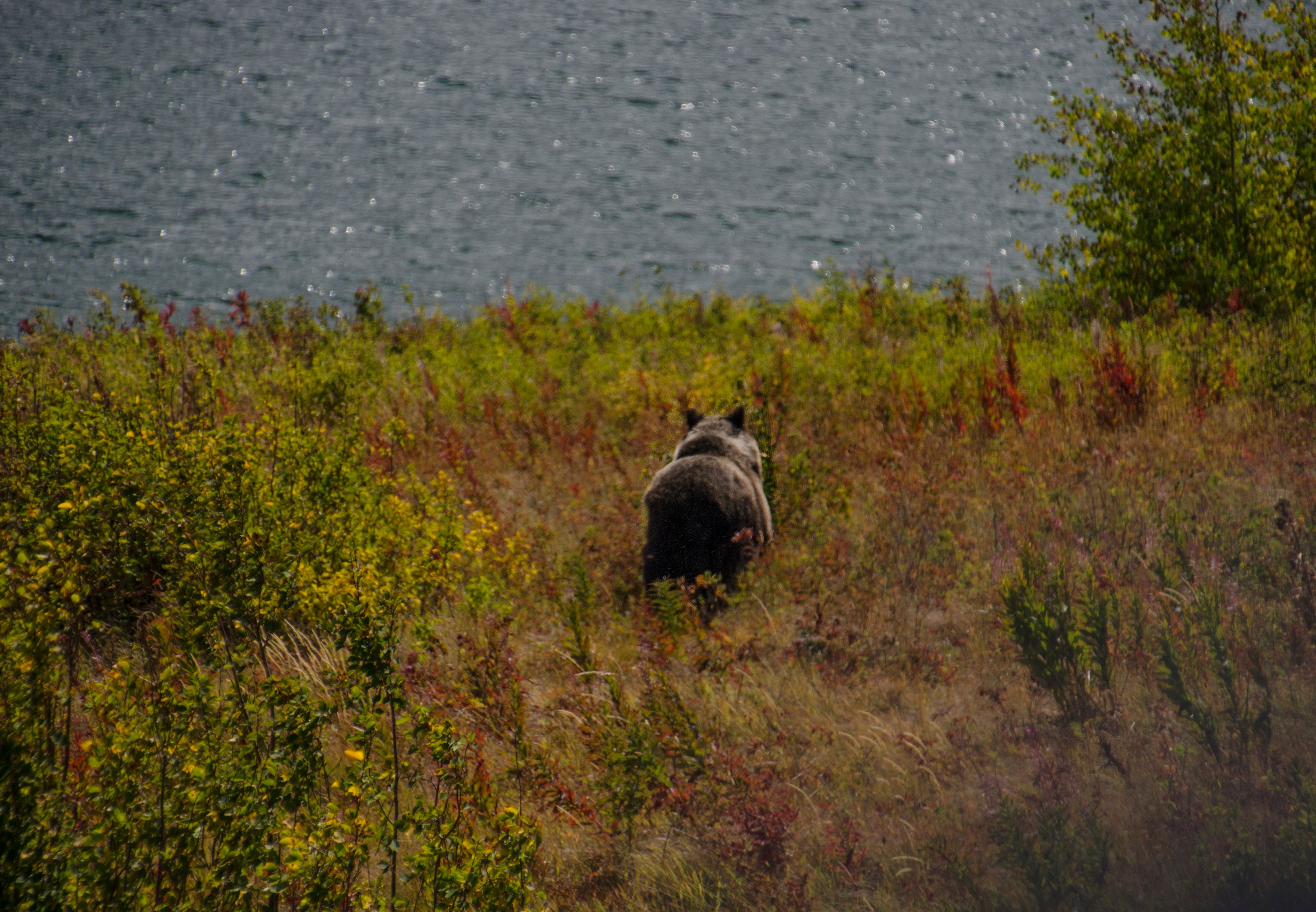Bear walking toward lake