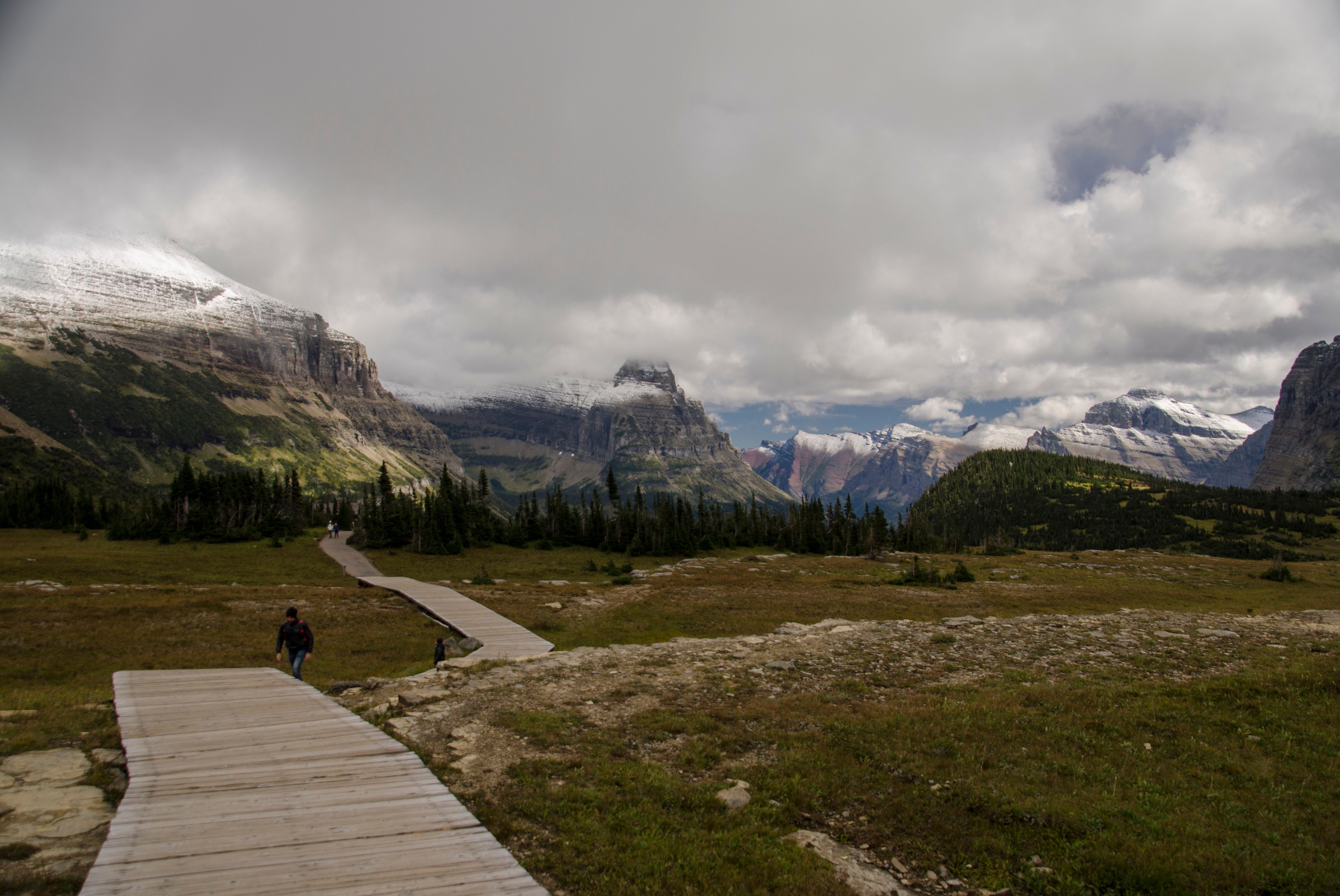 Alpine meadow trail