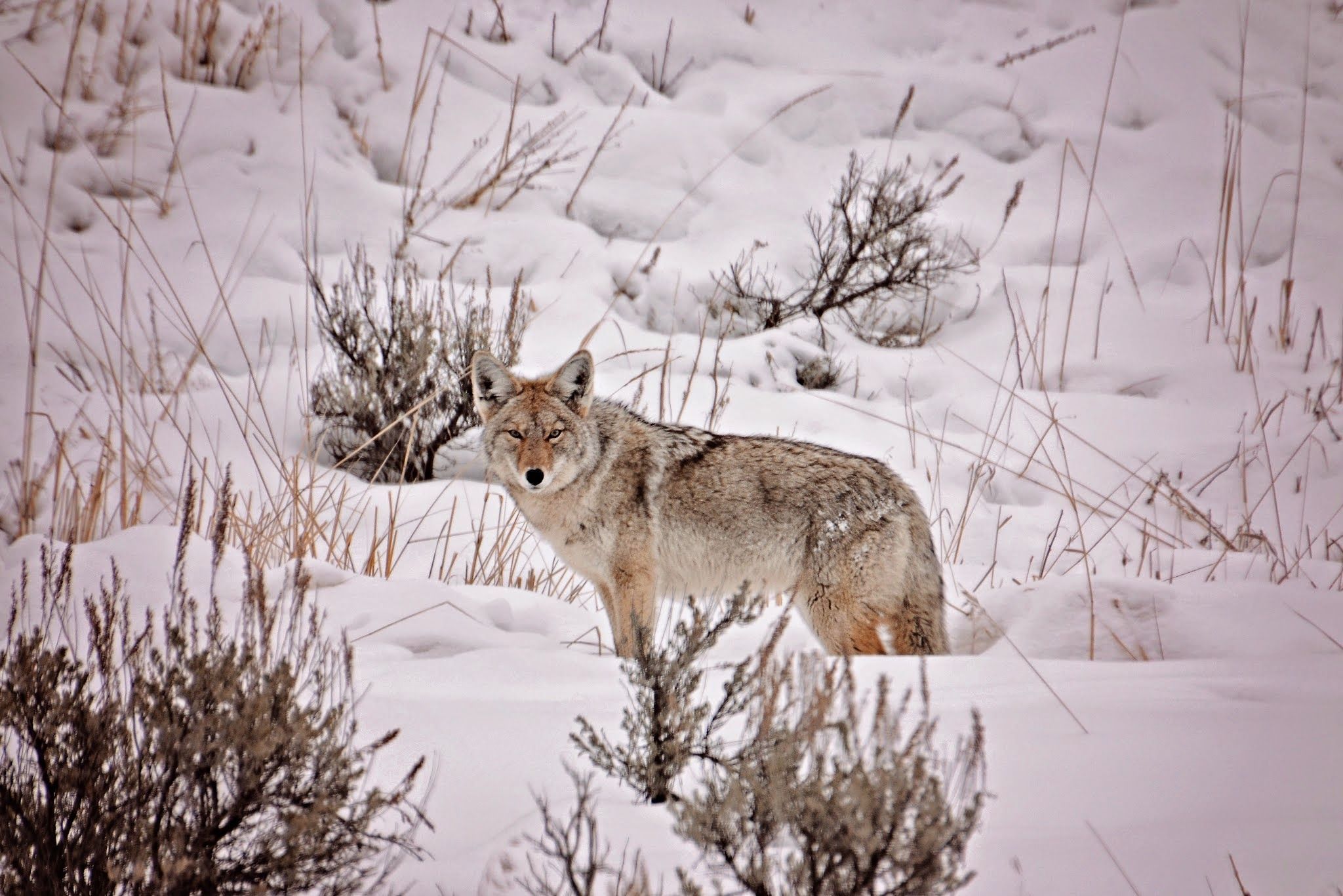 A Yellowstone coyote standing in snow among bare sagebrush, looking directly at the camera with amber eyes