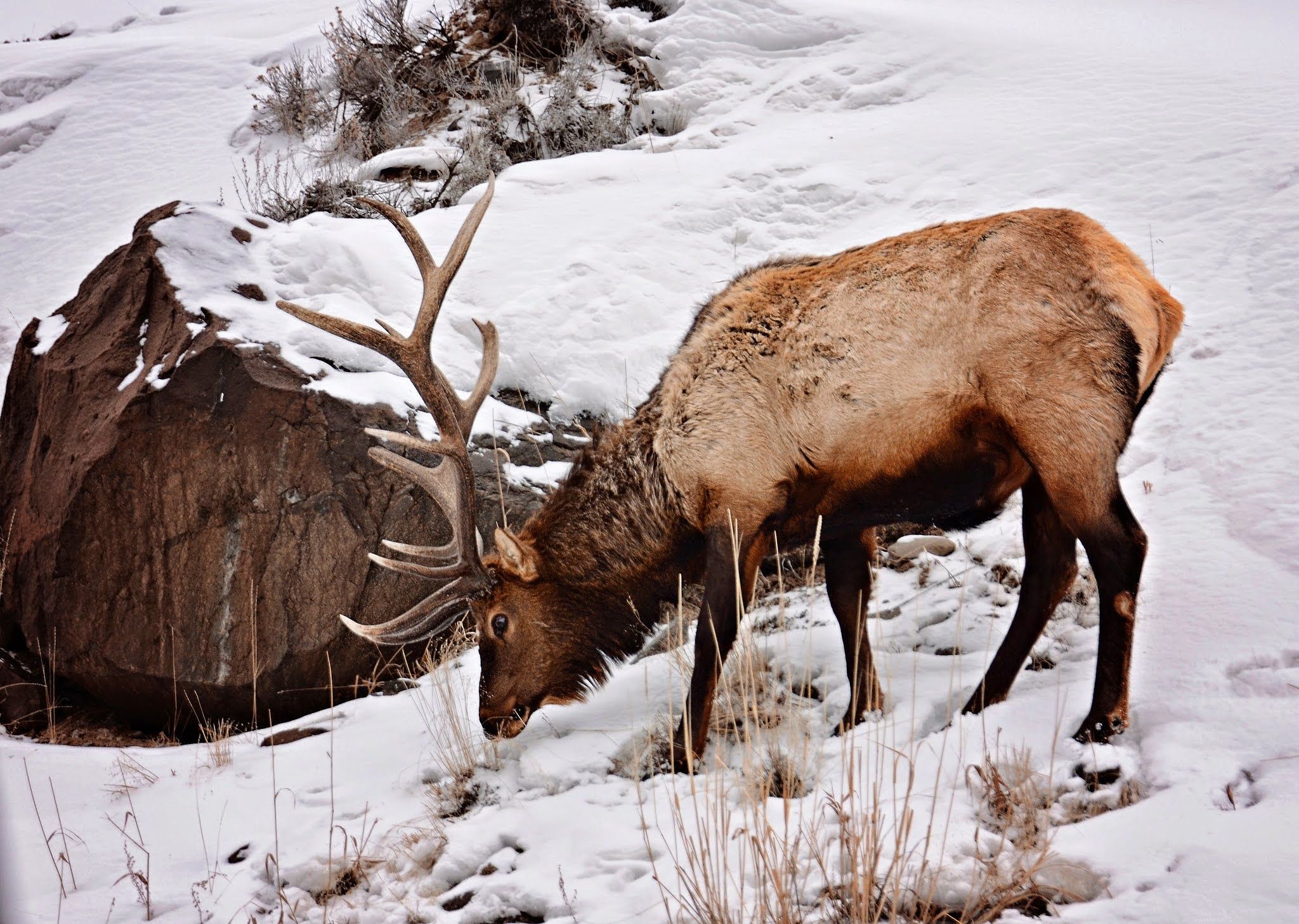 Bull elk with large antlers foraging in winter snow