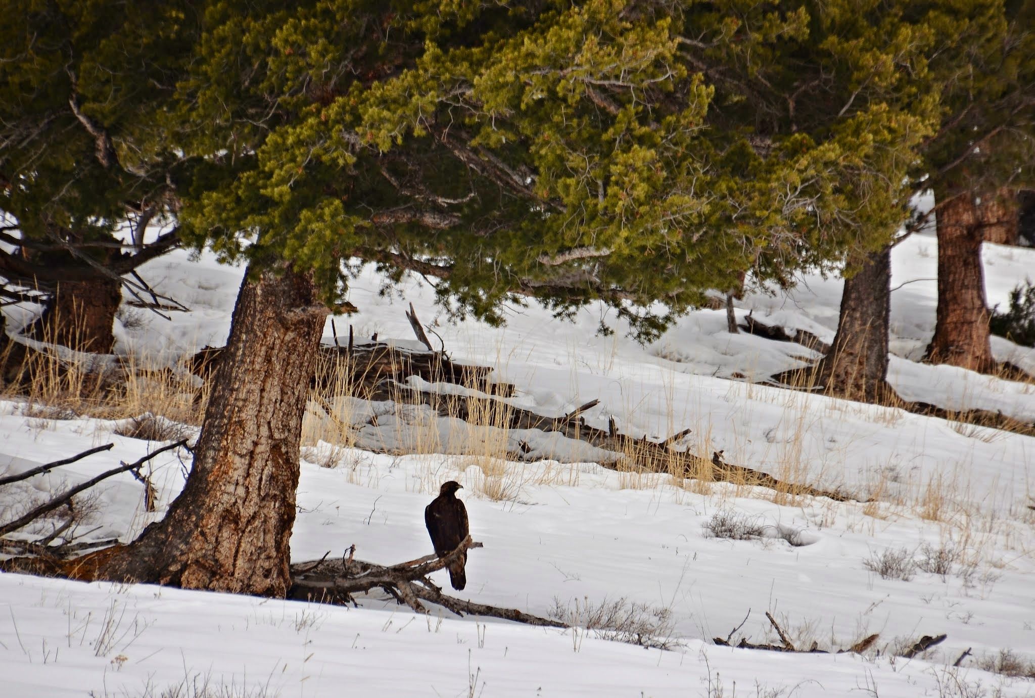 A large raptor perched on a fallen log beneath tall pines in a snow-covered Yellowstone forest