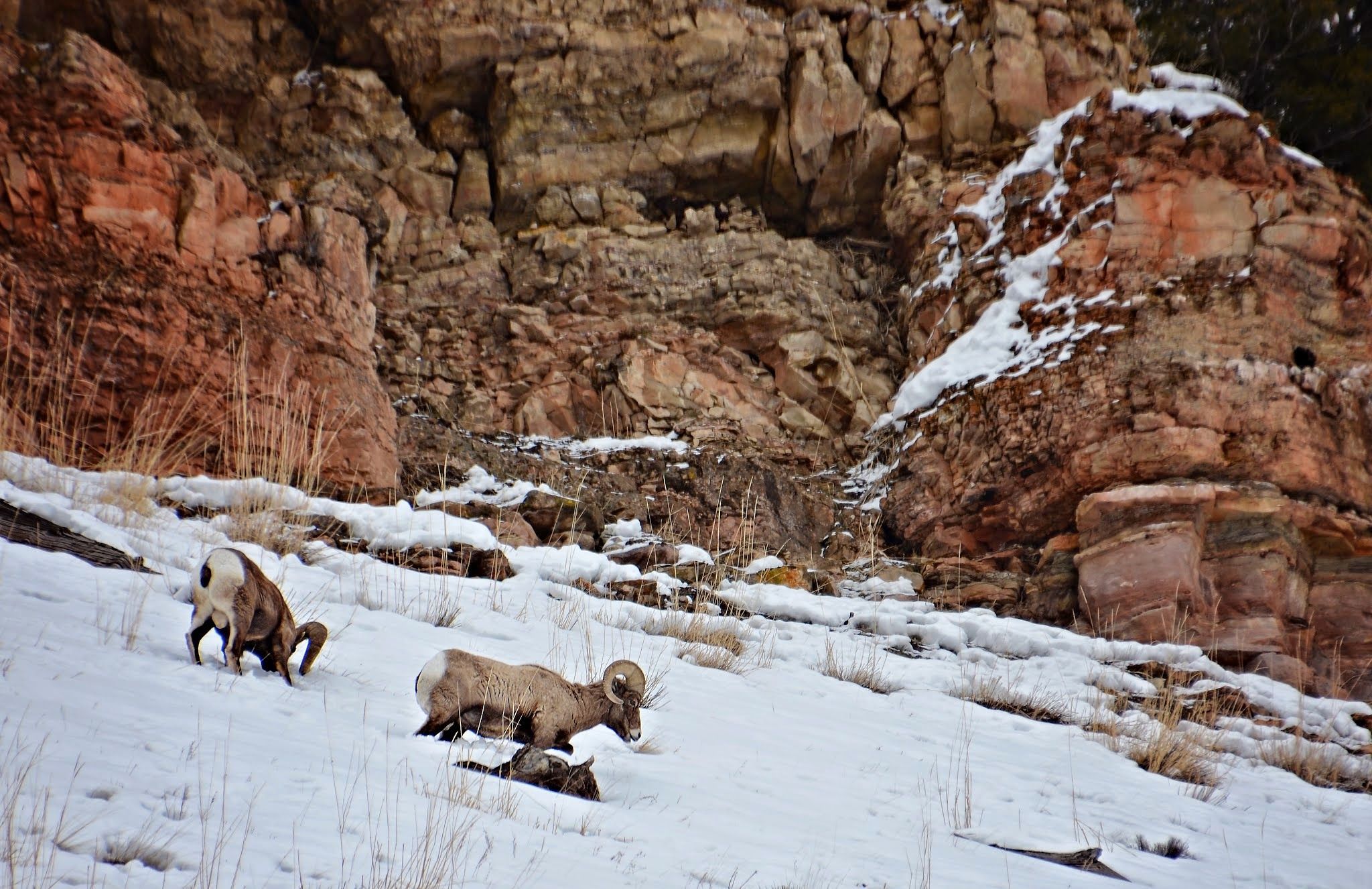 Two bighorn sheep traversing a steep snowy slope against dramatic red and orange canyon cliffs