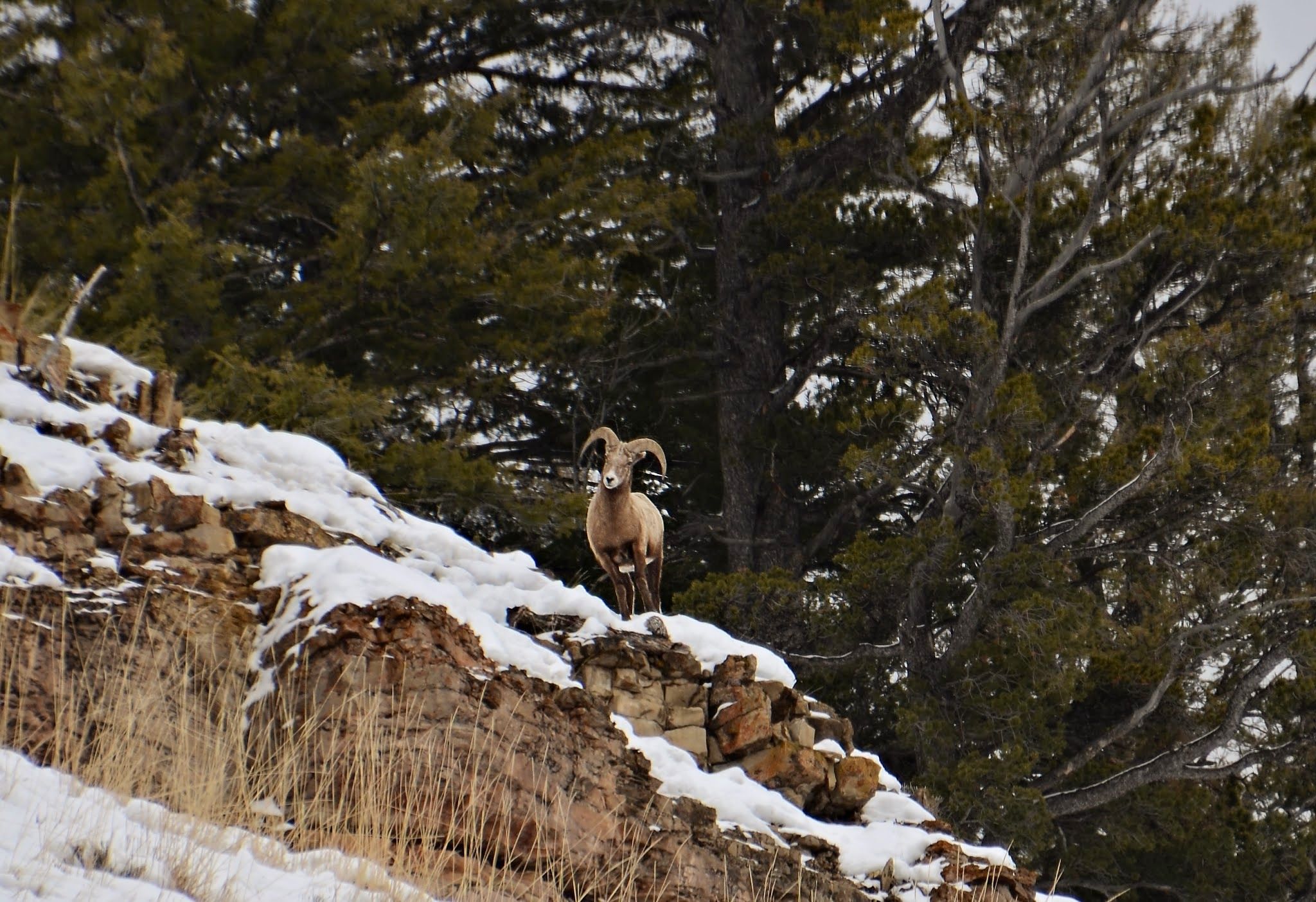 A bighorn ram standing on a snowy rocky outcrop with pine trees behind, looking back over its shoulder