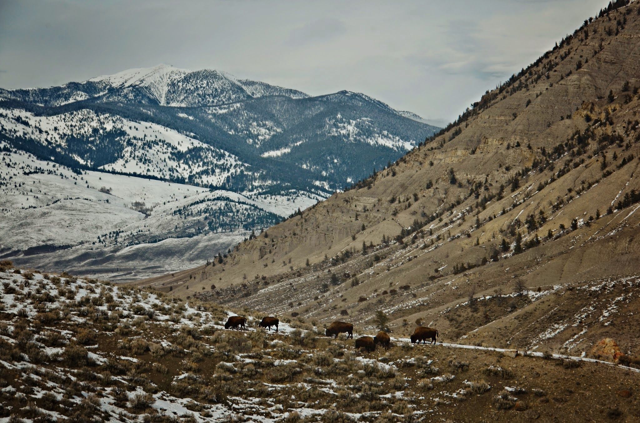 A small herd of bison filing in a line along a hillside trail with snow-patched mountains behind