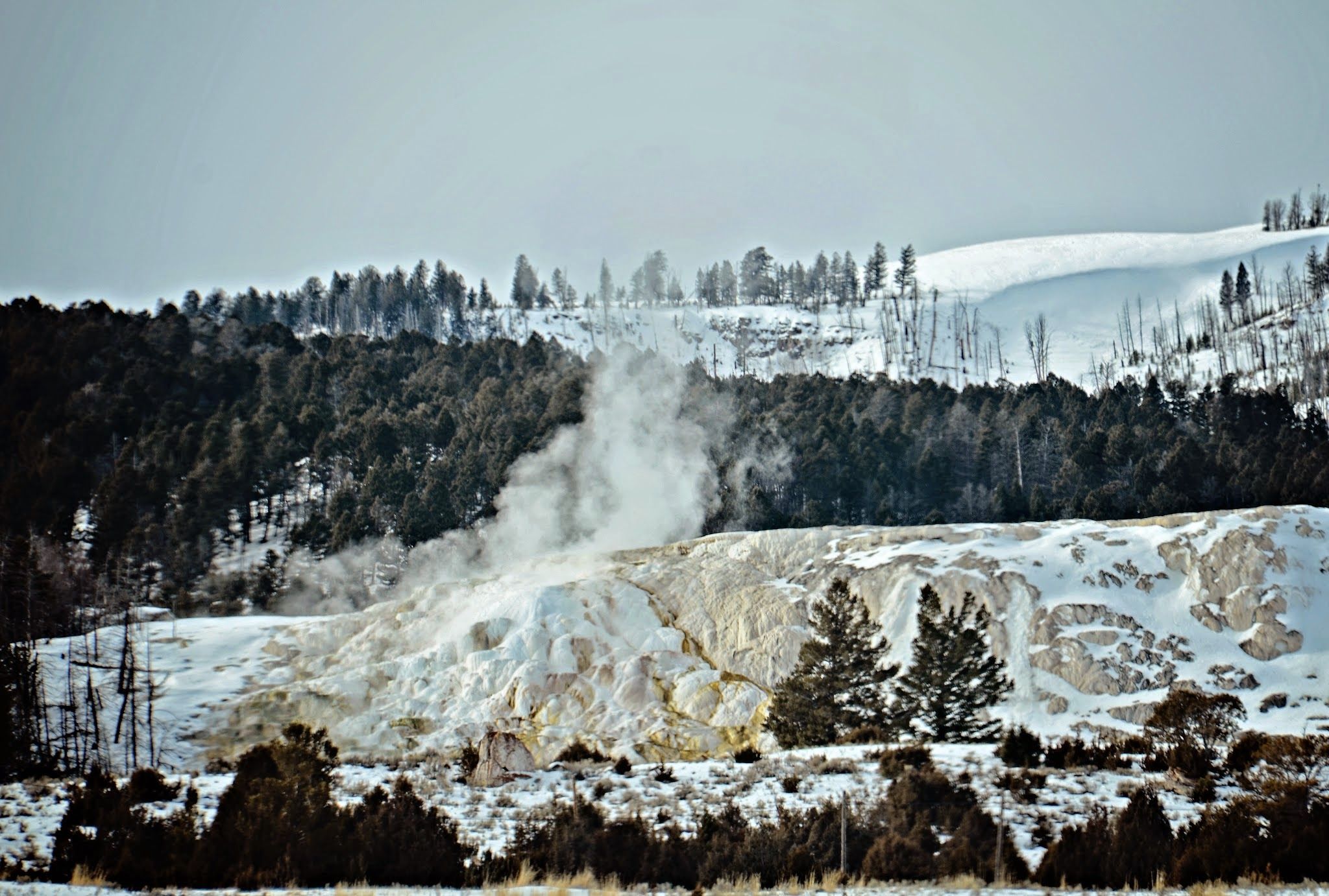 Mammoth Hot Springs terraces steaming in winter with snowy lodgepole pines covering the hillside behind