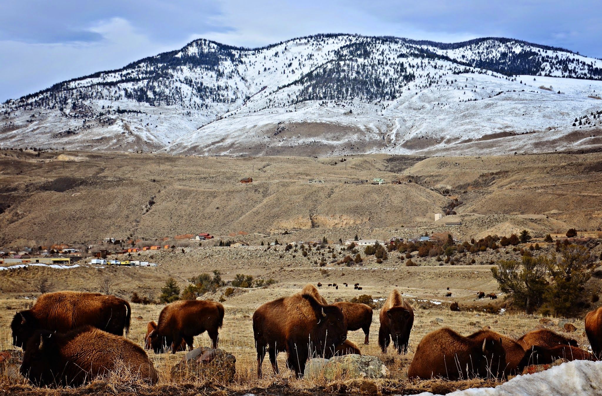 Large bison herd grazing in a flat valley with snow-capped mountains and the town of Gardiner visible in the distance