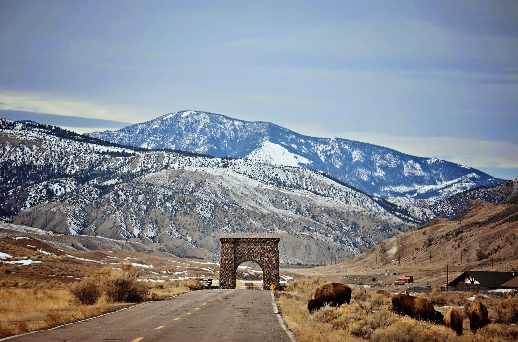 Roosevelt Arch entrance to Yellowstone with bison grazing in the foreground and snow-dusted mountains behind