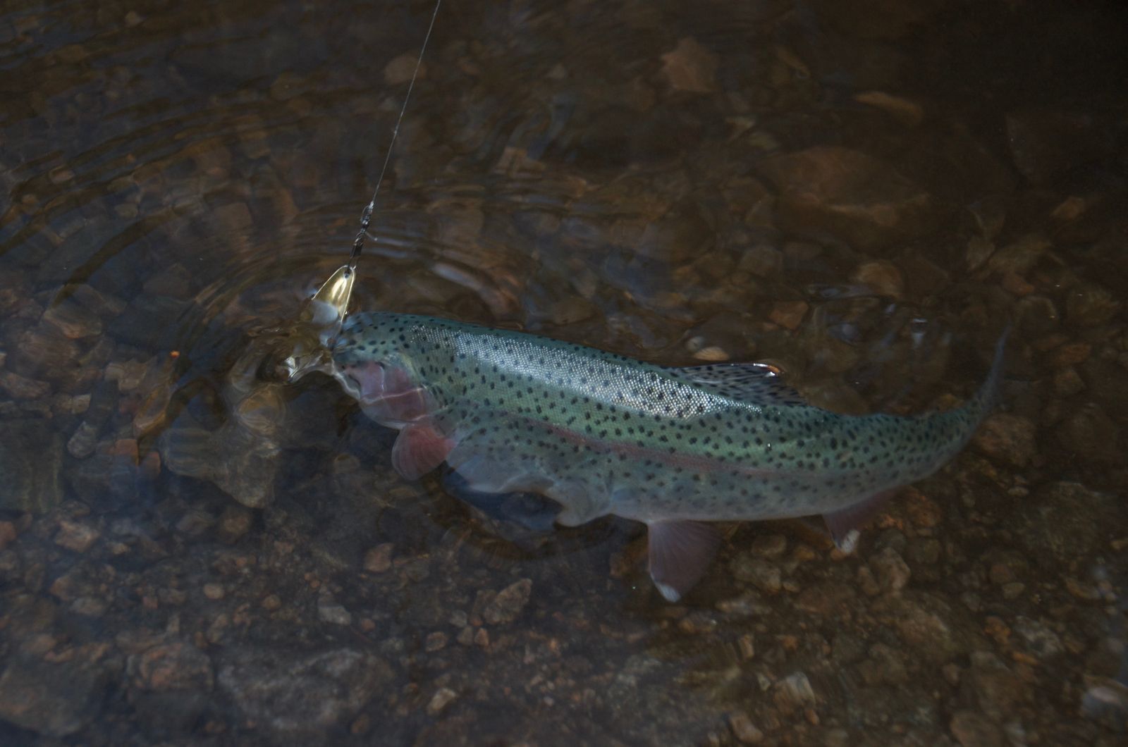 Rainbow trout with spotted markings being caught on spinner lure