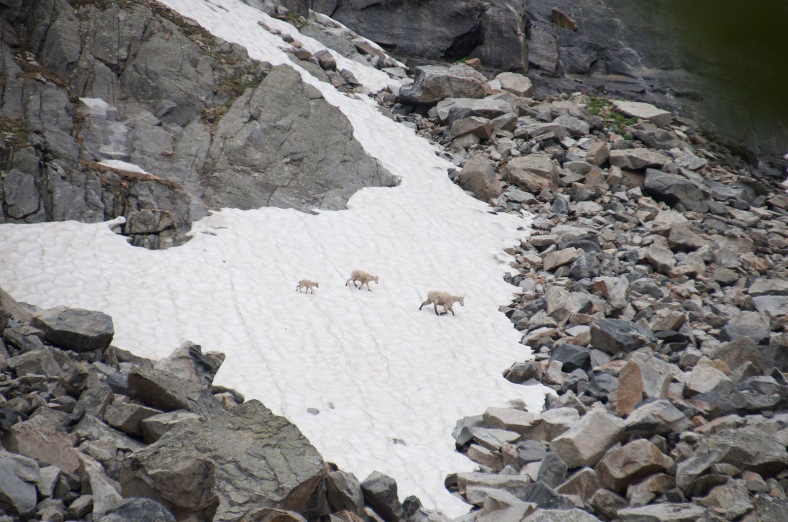 Mountain goats crossing snow patch on rocky talus slope above alpine lake