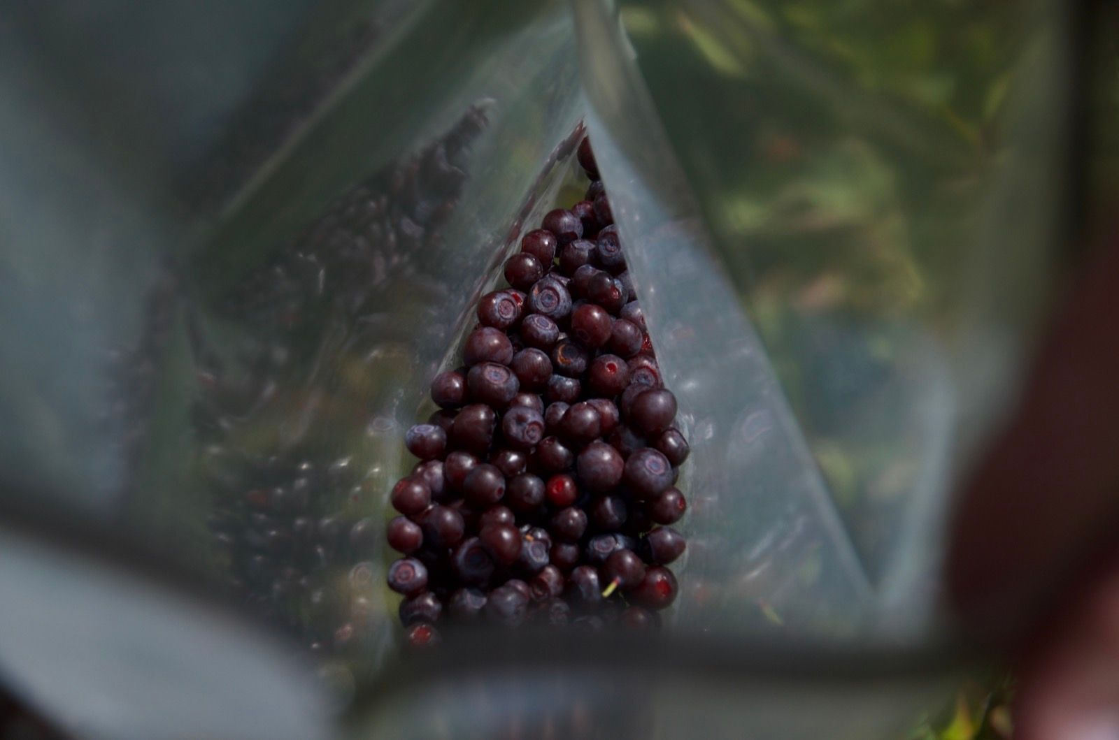 Huckleberries collected in a bag