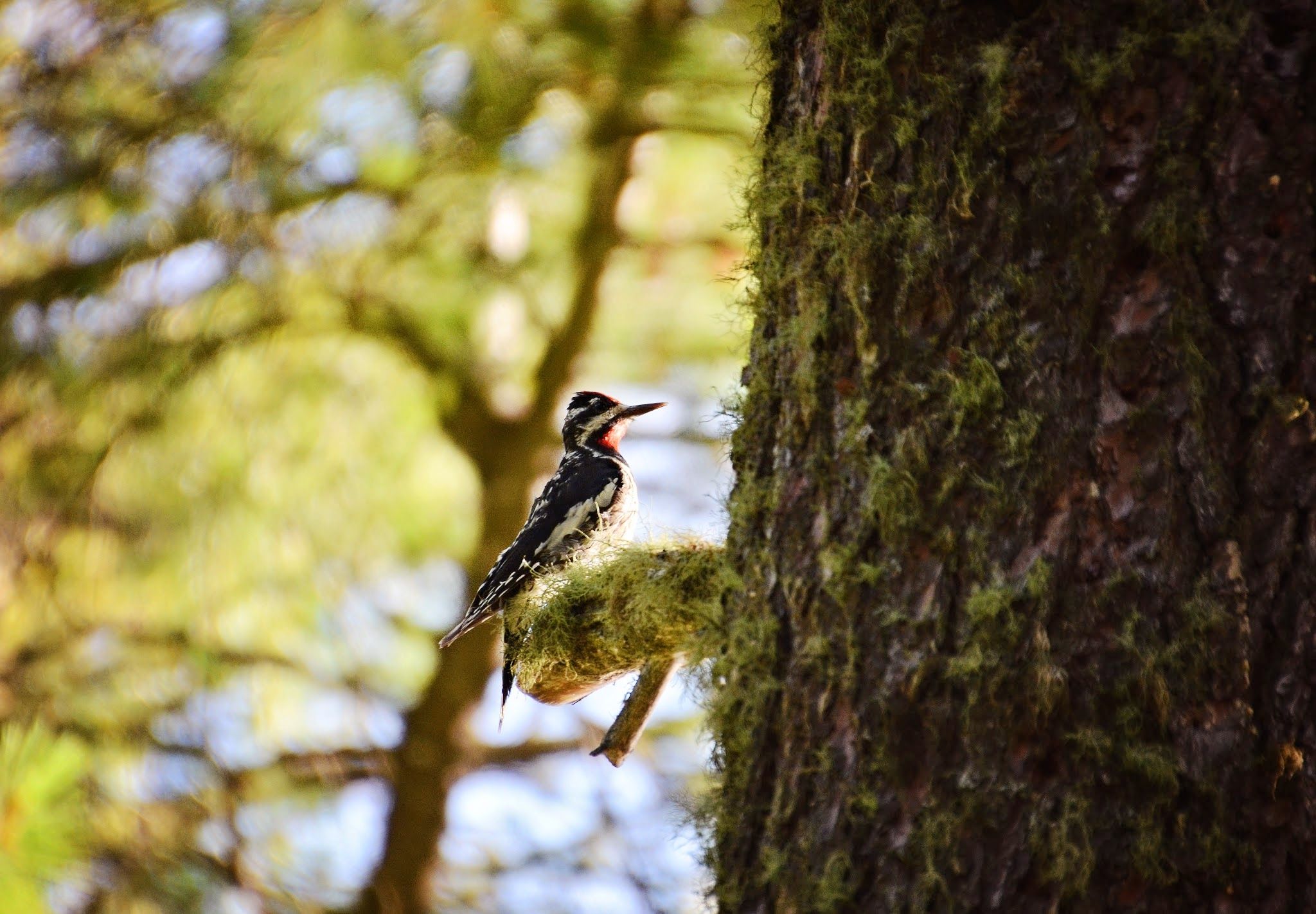 Woodpecker clinging to a moss-covered tree trunk in the Gallatin National Forest