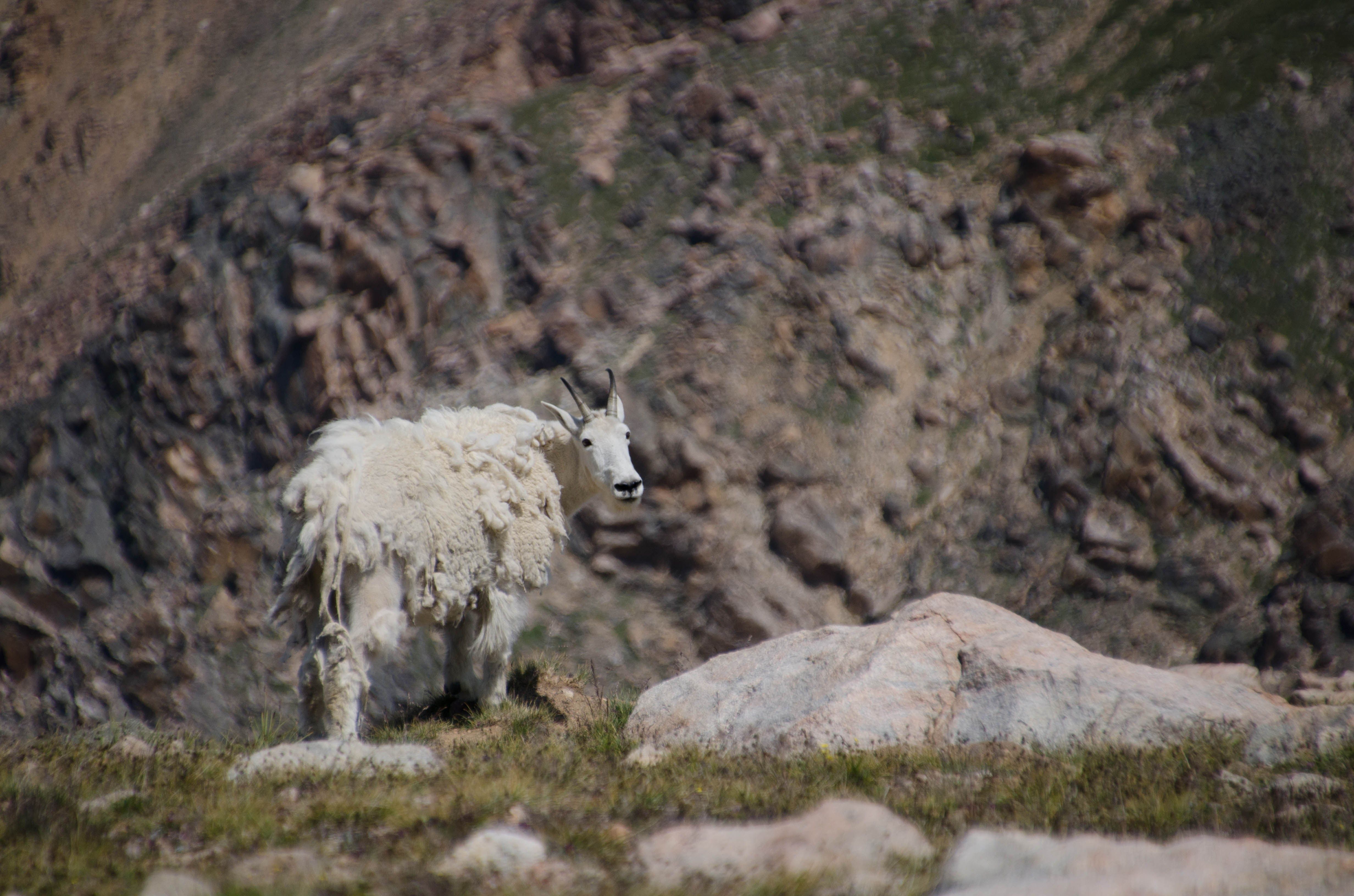 Mountain goat with shedding winter coat standing on alpine terrain