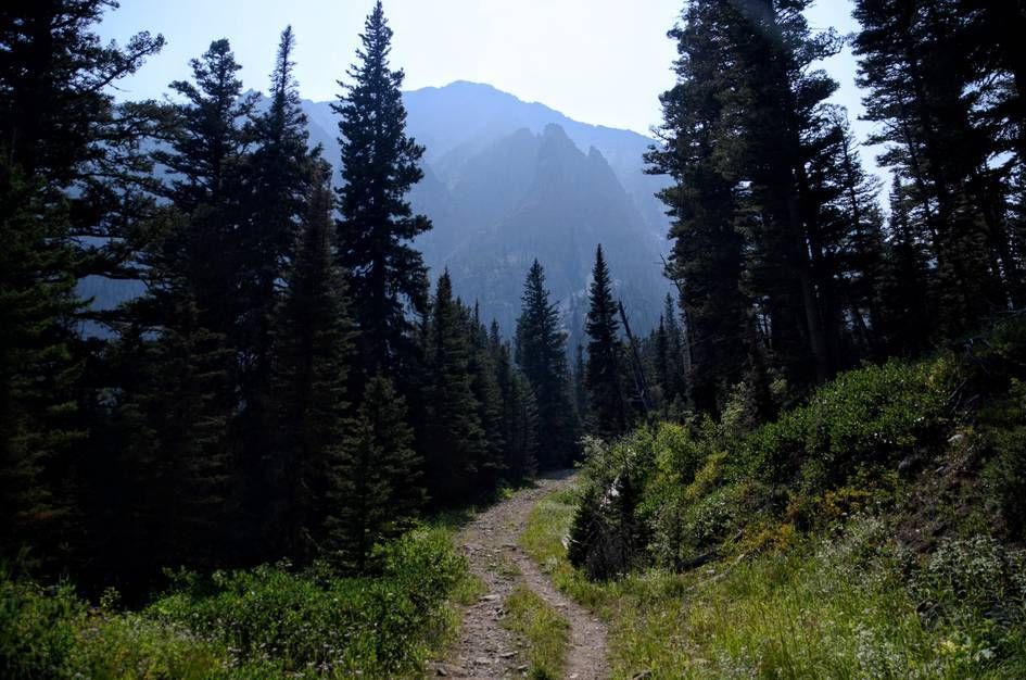 Wide dirt trail leading through evergreen forest toward hazy mountain peaks