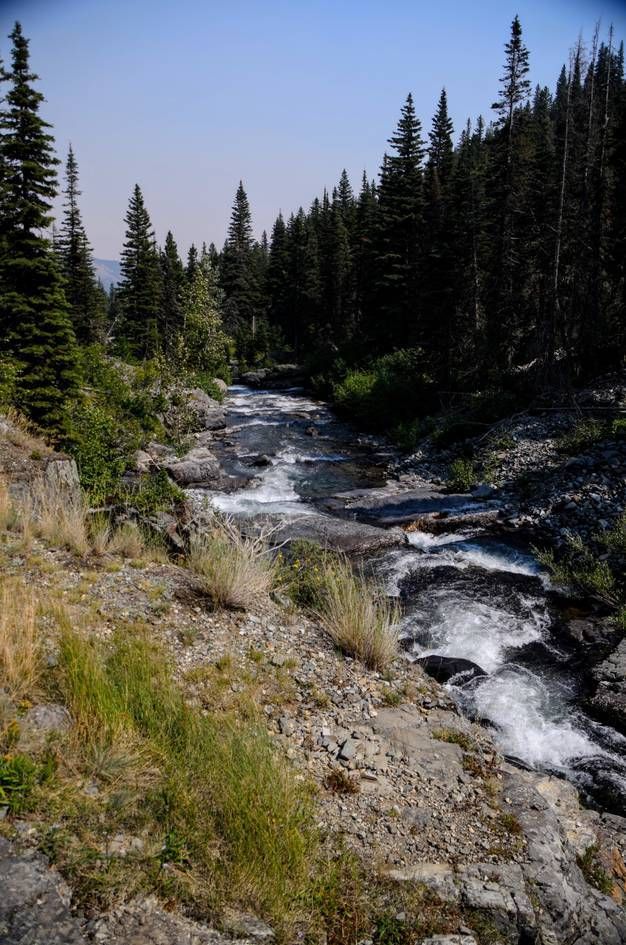 Rocky mountain creek flowing through grassy banks lined with spruce forest