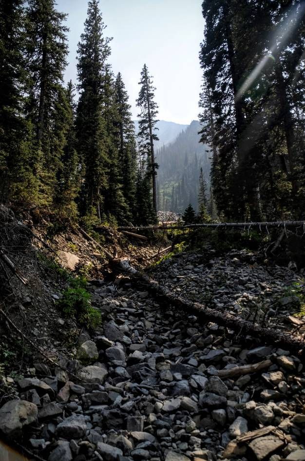 Fallen log across rocky trail through spruce forest with sunbeams