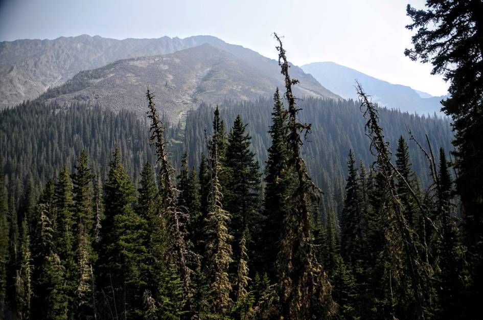 Dense spruce forest with lichen-covered trees and hazy mountain ridgeline