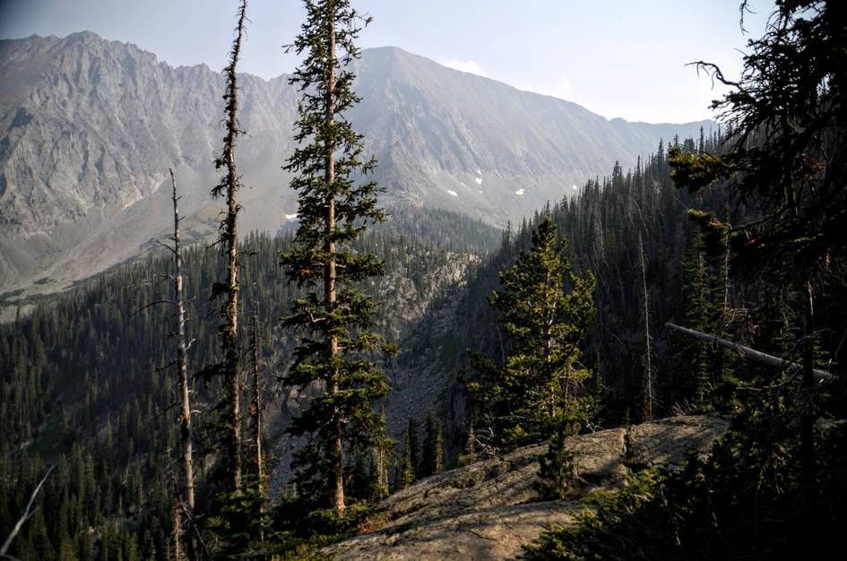 Sparse spruce trees on rocky outcrop overlooking forested valley and snow-patched peaks