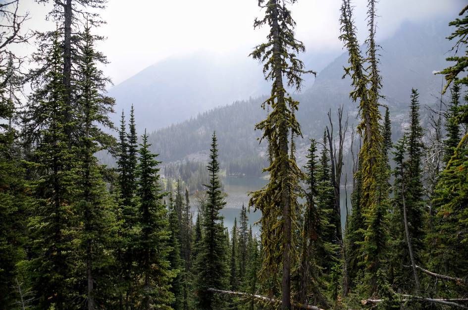 Alpine lake glimpsed through lichen-covered spruce trees with misty peaks
