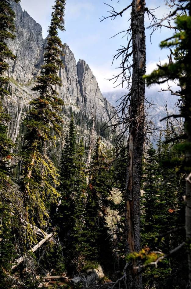Dramatic vertical granite spires and cliffs towering above sparse spruce forest