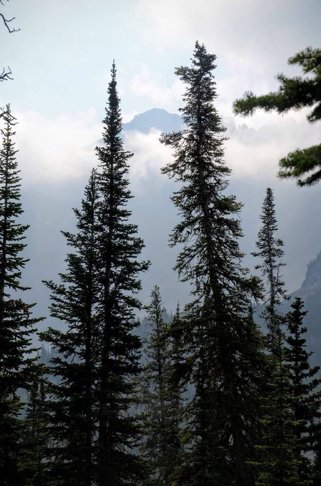Tall spruce silhouettes with mountain peaks emerging from low clouds