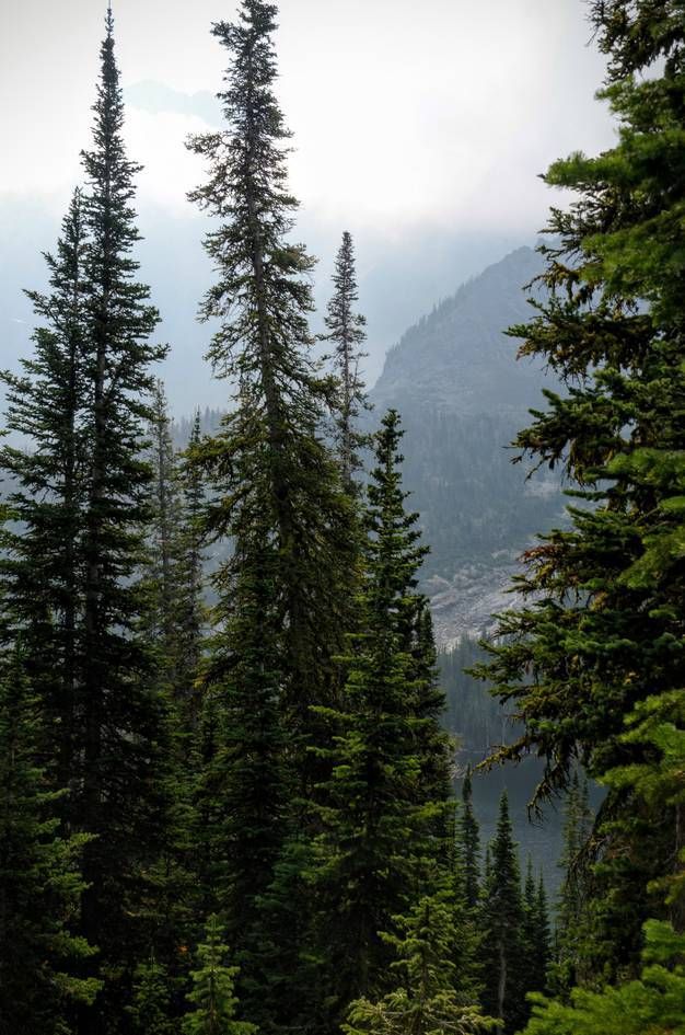 Dense spruce forest with misty mountain slope visible in hazy valley