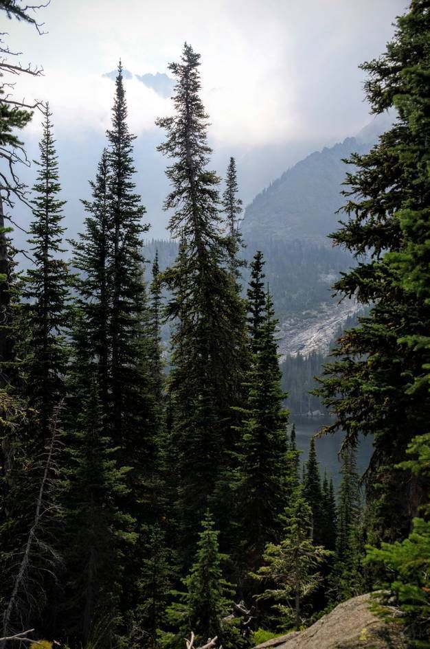 Lake and mountain glimpsed through spruce trees with low clouds rolling through