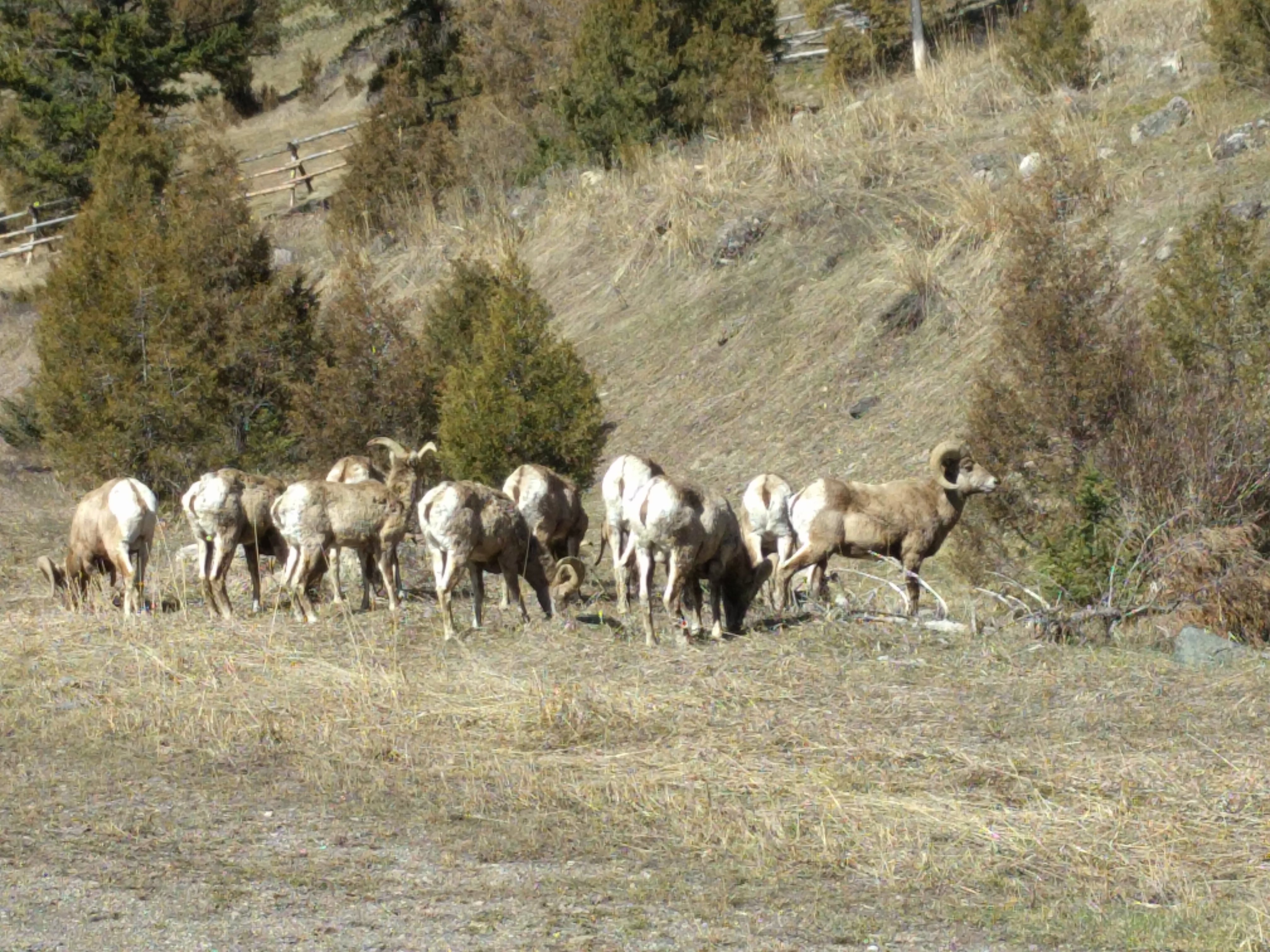 Herd of bighorn sheep grazing on a grassy hillside in the Gallatin Canyon