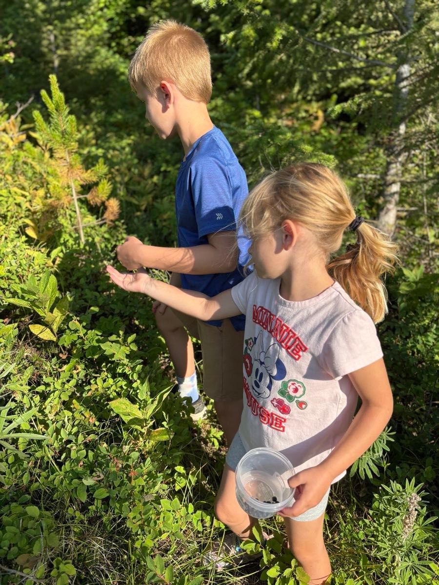 Kids picking huckleberries along a forest trail