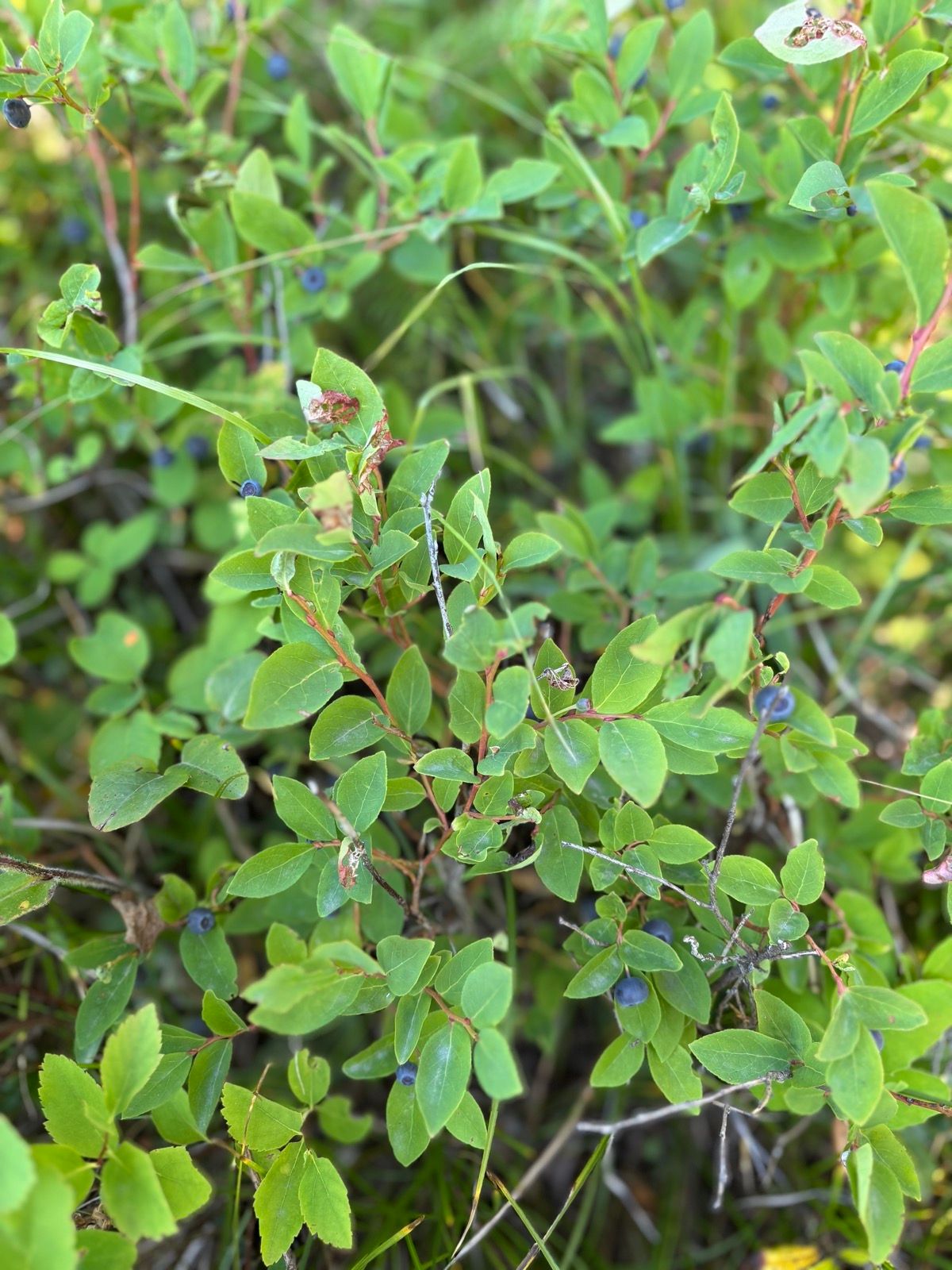 Close-up of huckleberry bush with small blue berries