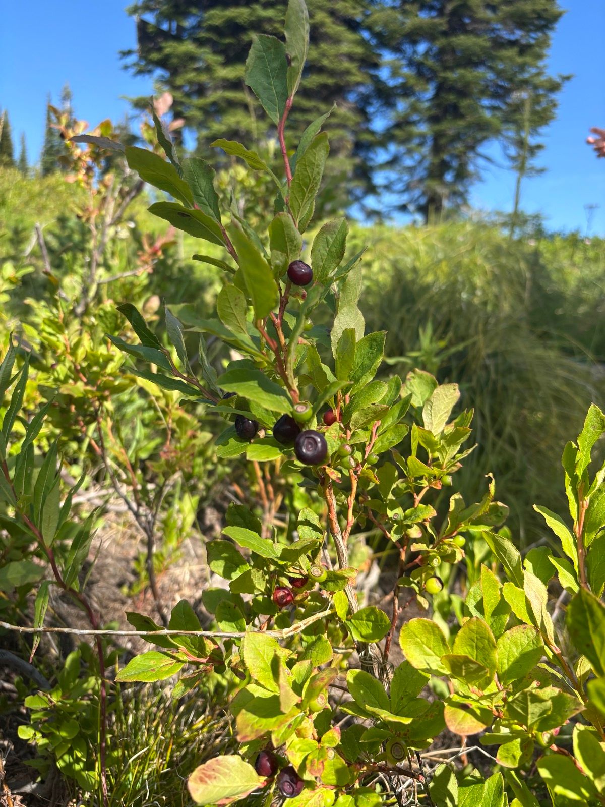 Ripe huckleberries on the branch ready for picking