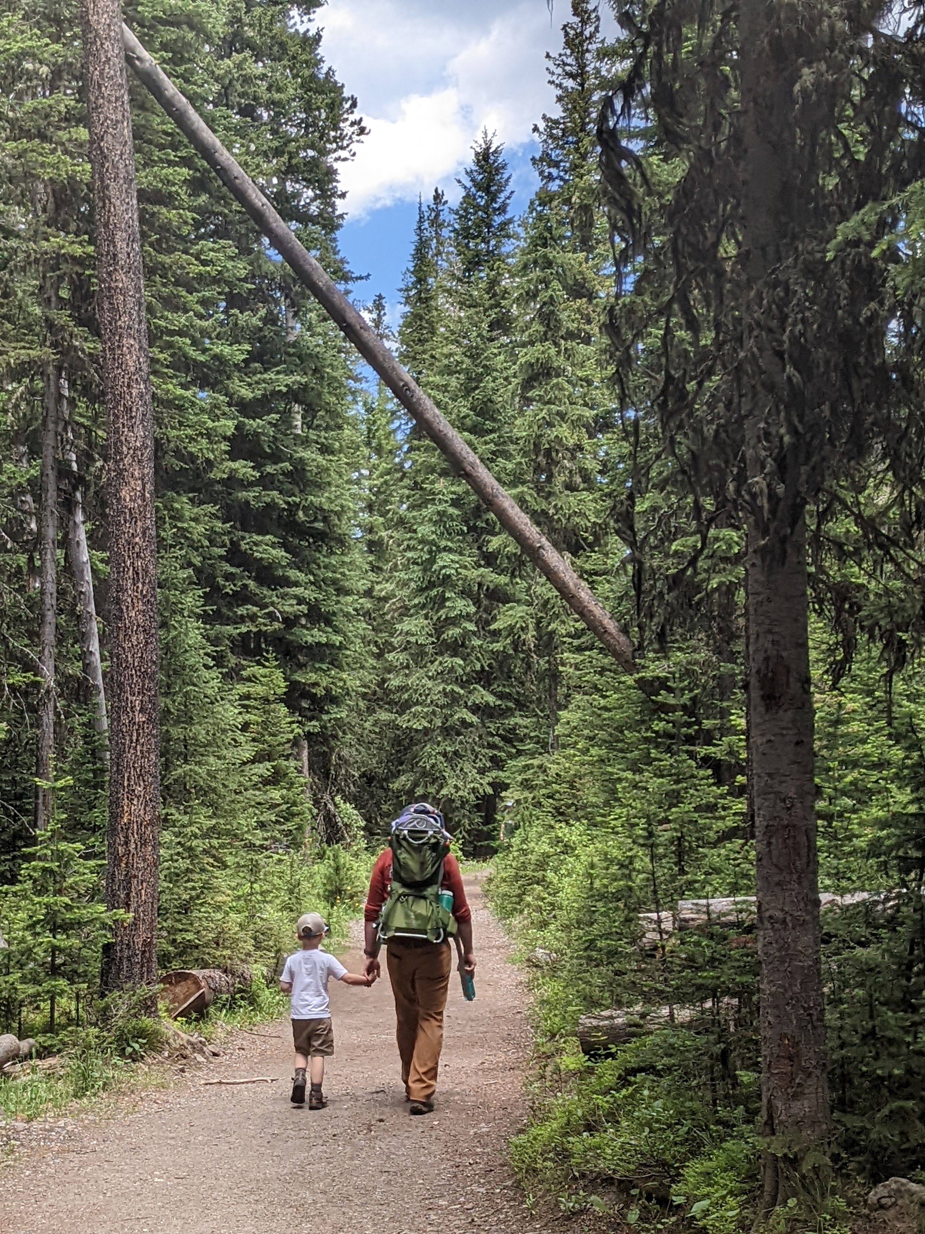 Adult and young child walking hand-in-hand on a wide trail through dense spruce forest in Hyalite Canyon