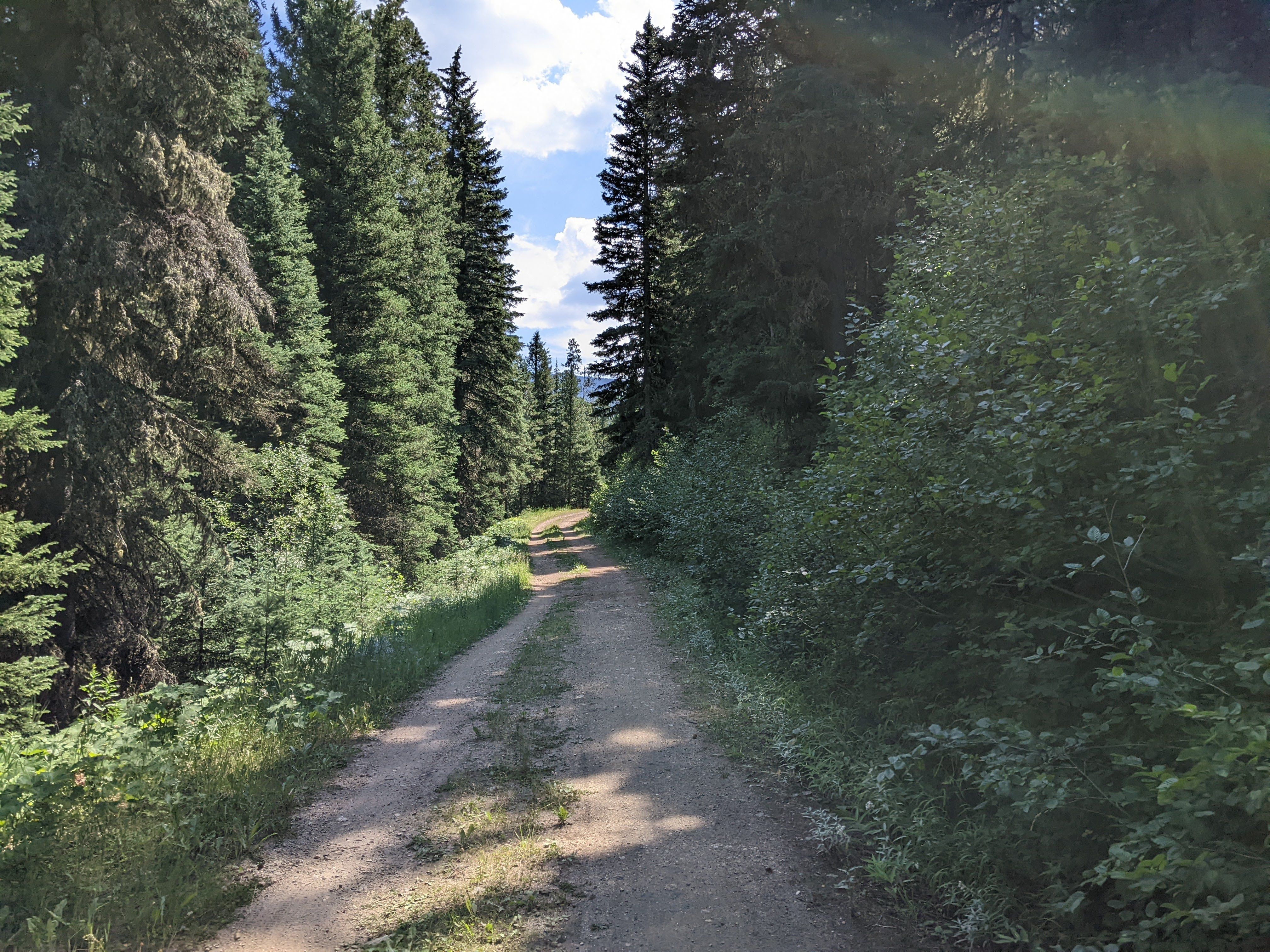 Shaded forest trail with tall pines and summer sunshine