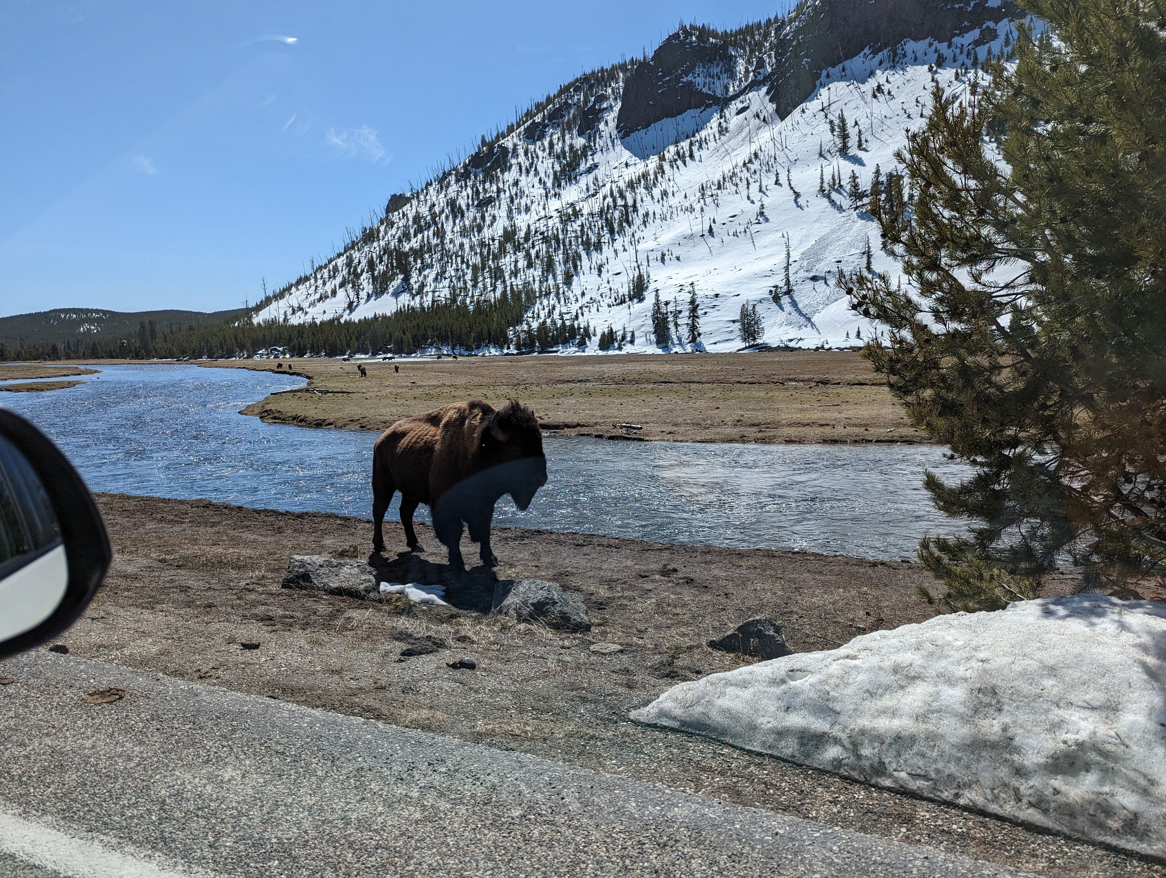 Bison standing on the road beside a river with snowy mountains in the background, photographed from a car