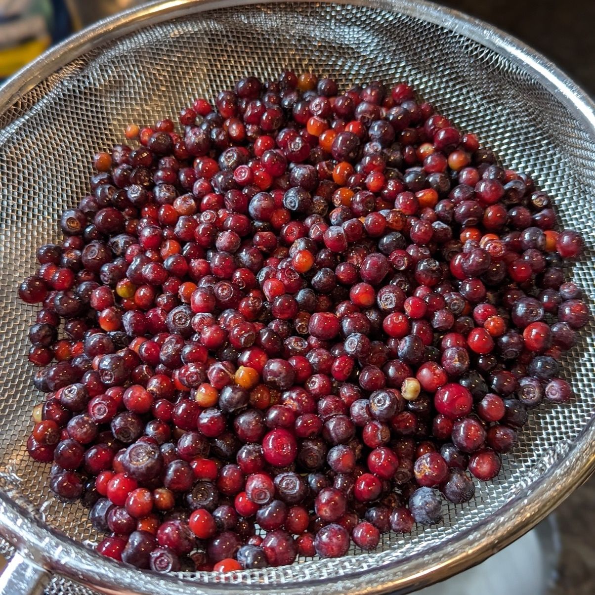 Large harvest of huckleberries in a strainer