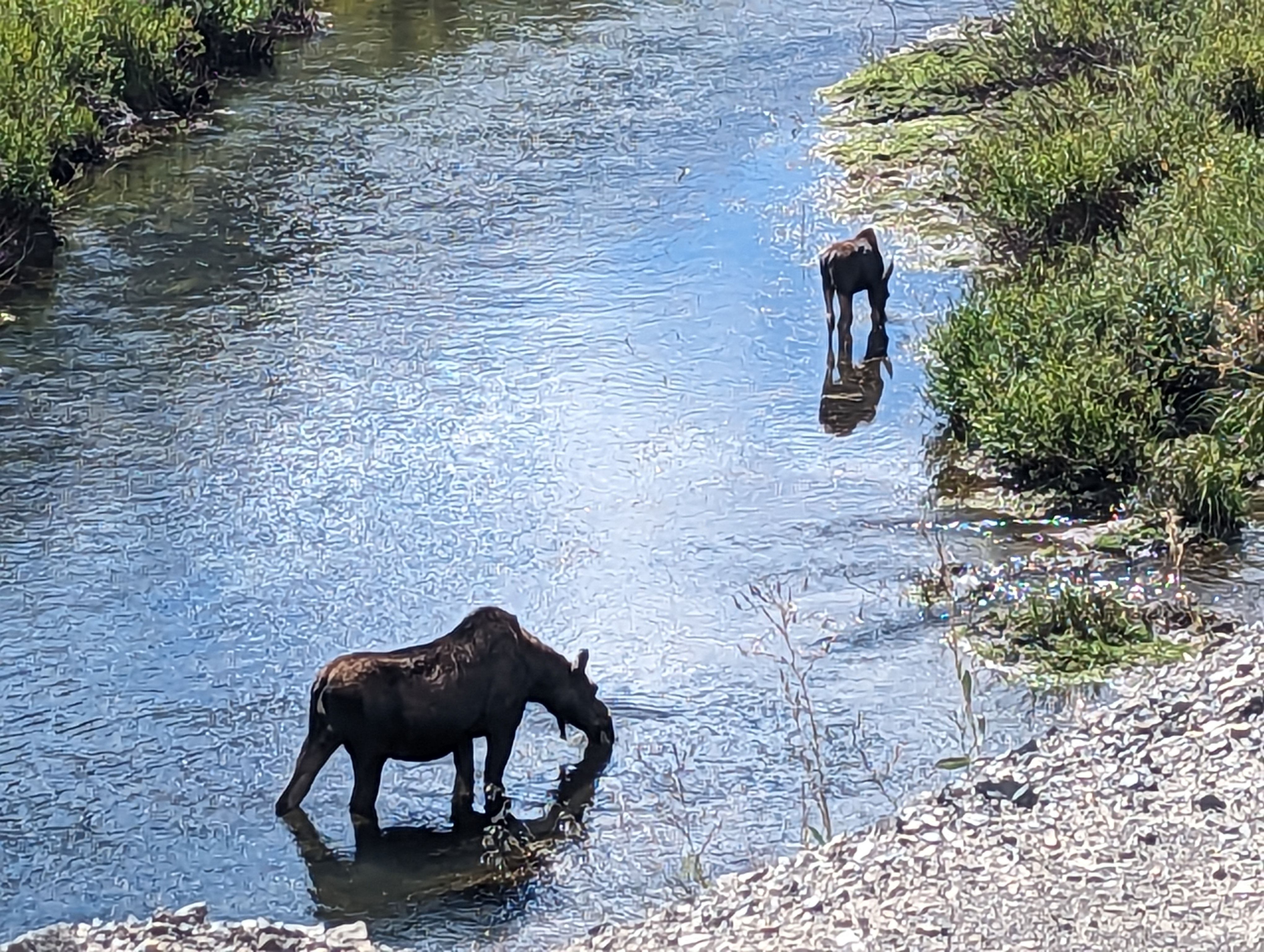 Two moose wading in a shallow creek surrounded by willows