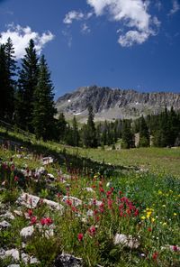 Alpine wildflowers blooming below a rocky mountain basin near Bozeman, Montana
