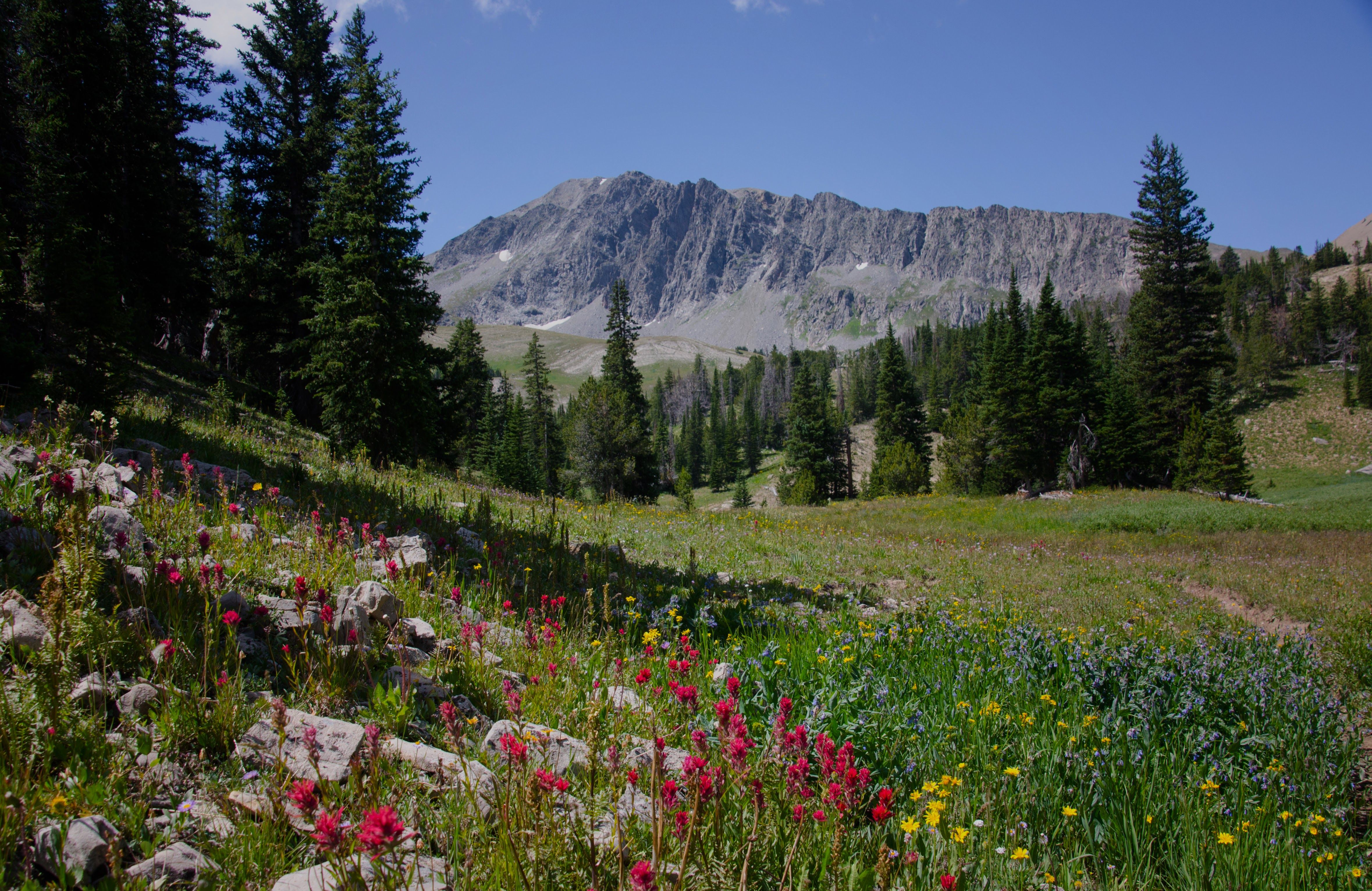 Alpine wildflowers blooming below a rocky mountain basin near Bozeman, Montana