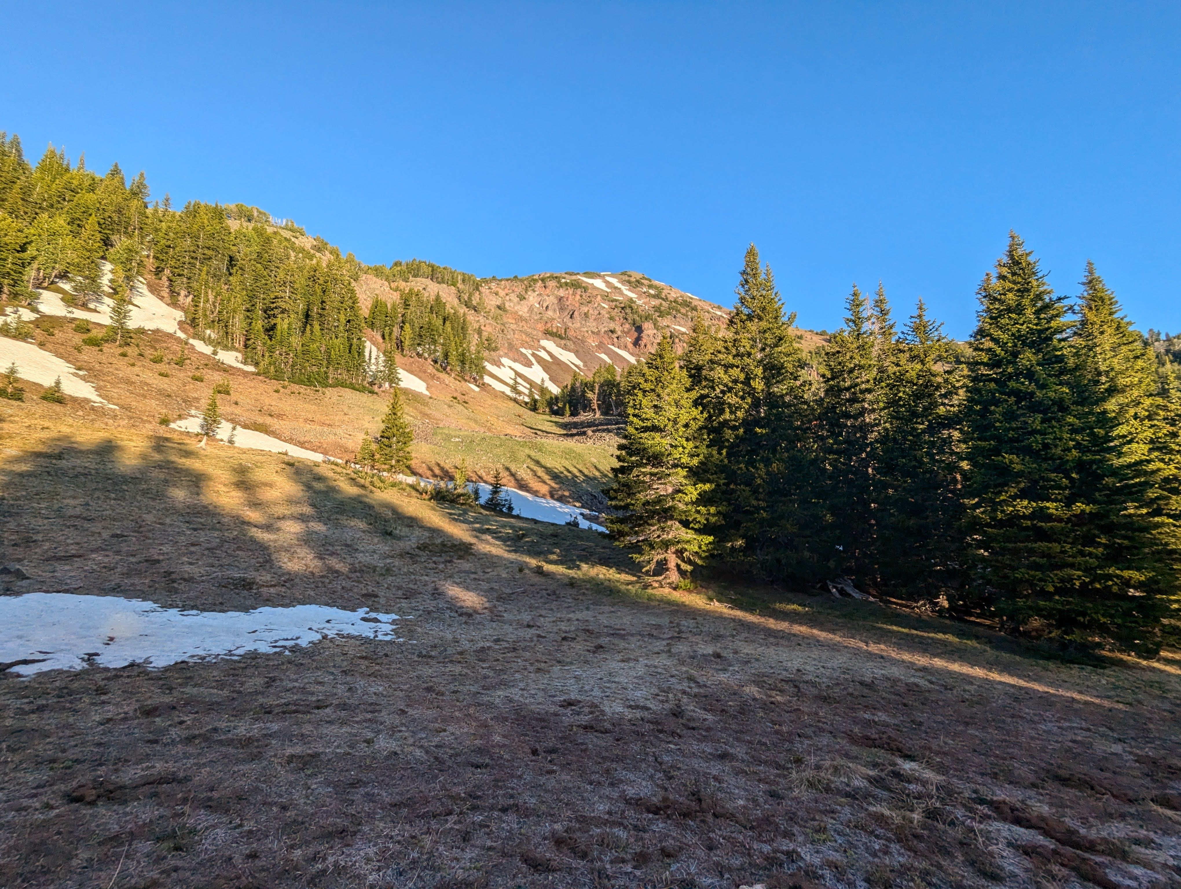 Alpine meadow with lingering snow patches and evergreens under cloudy sky