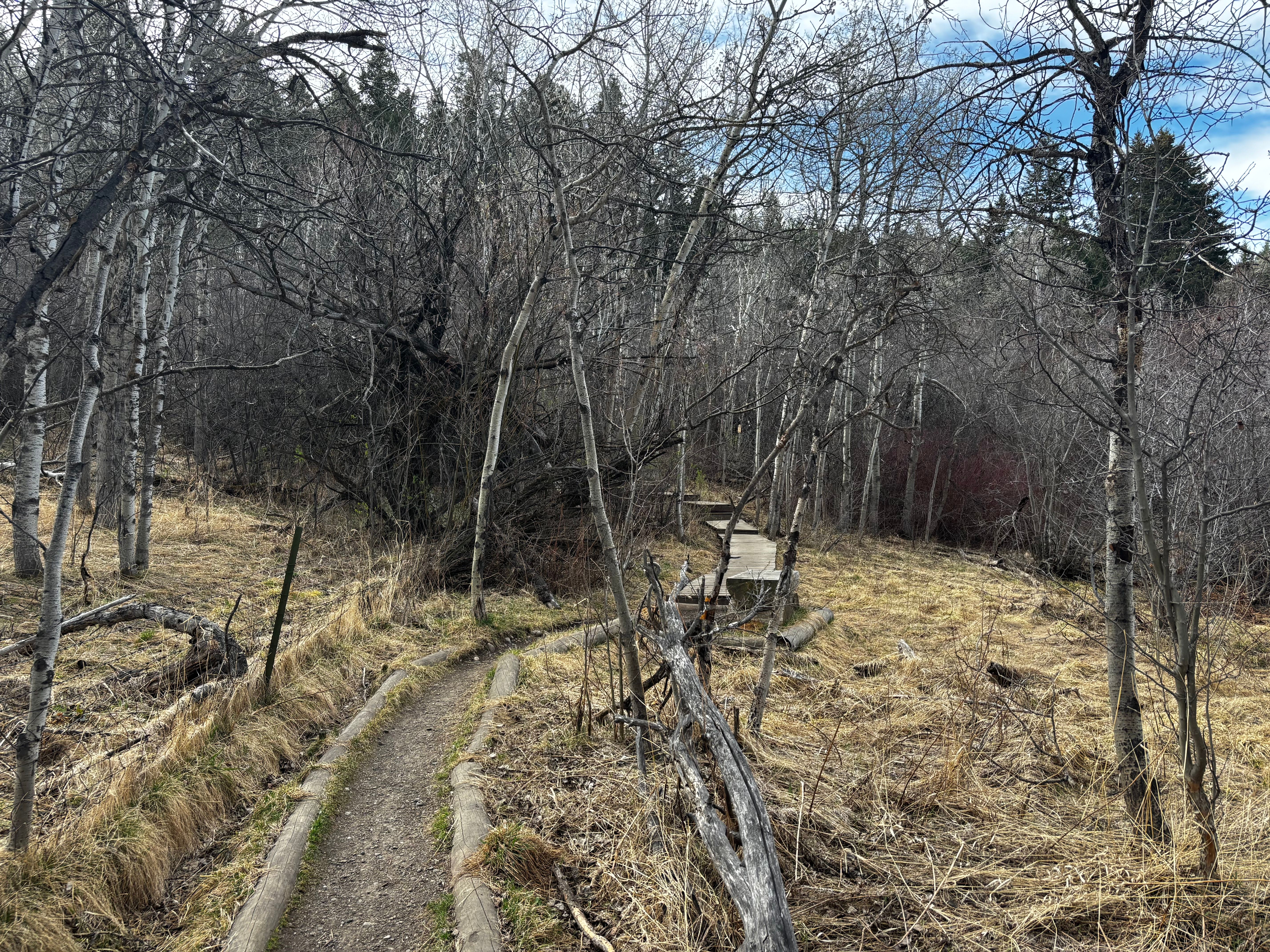 Winding singletrack through aspen forest with a wooden bench along the route