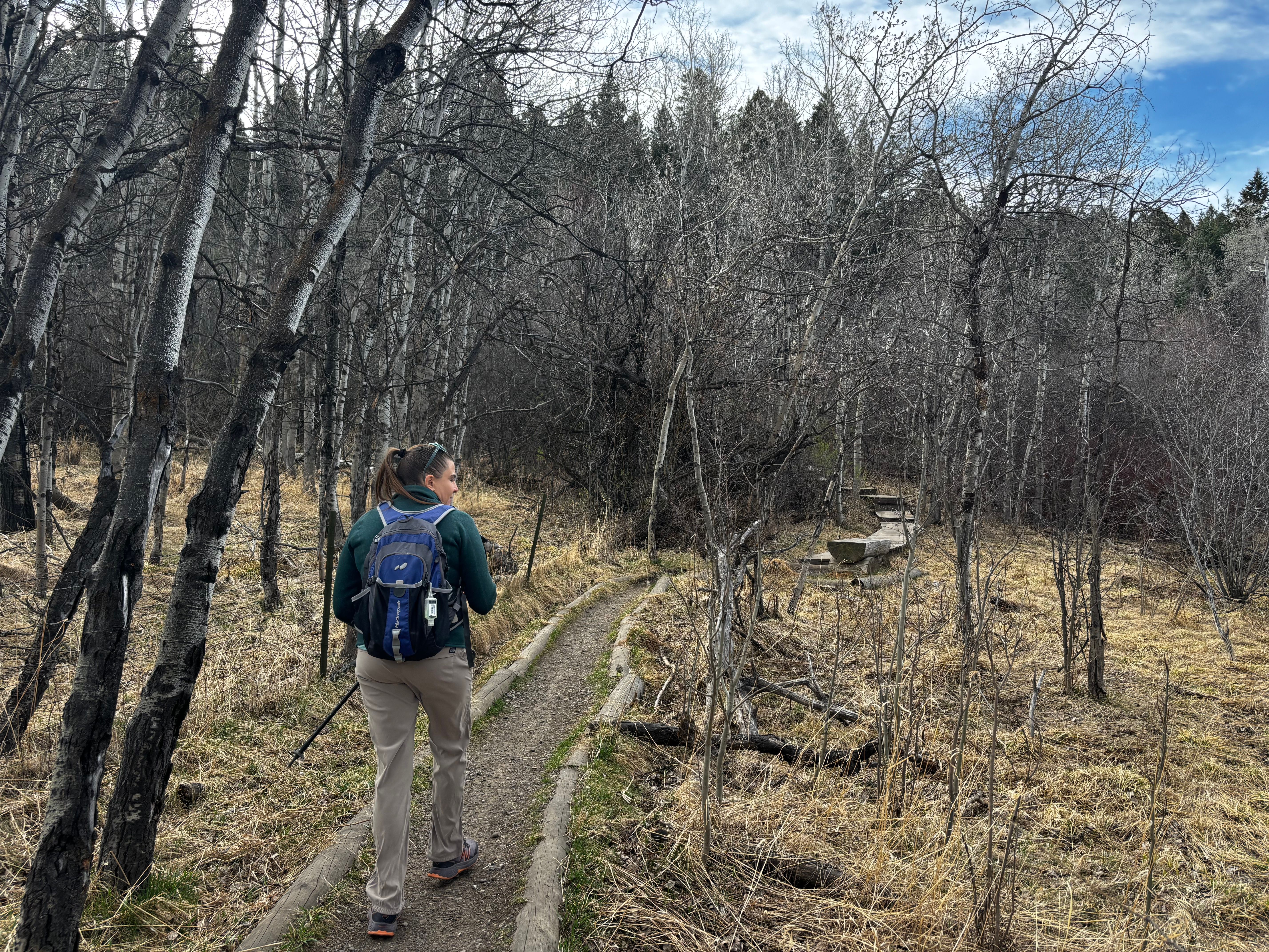 Hiker on singletrack trail through bare aspen grove on Kirk Hill