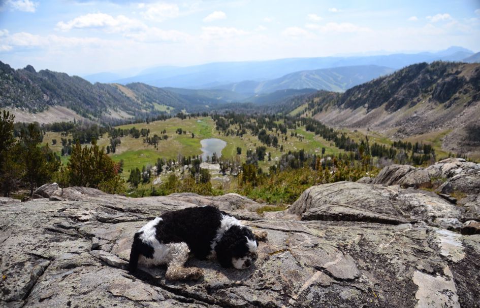 Dog resting on granite outcrop overlooking alpine basin with lake and distant mountains