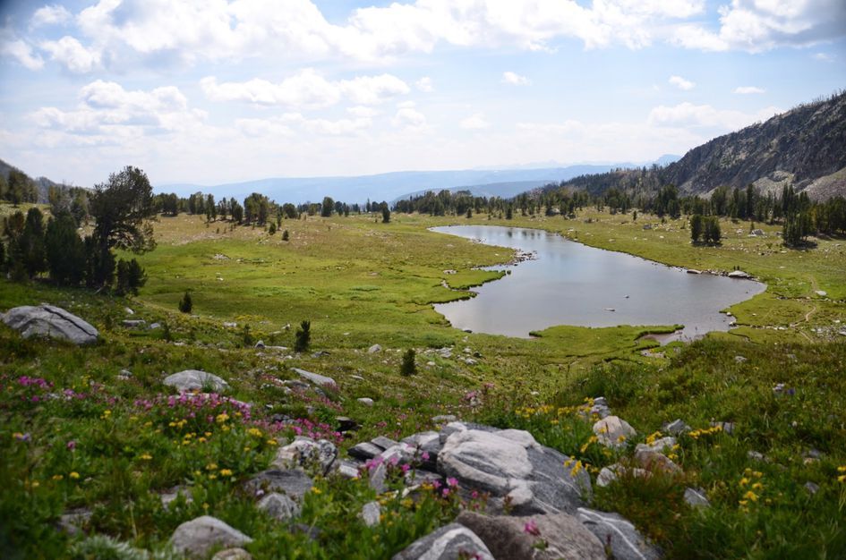 Alpine lake surrounded by green meadow with pink and yellow wildflowers and distant peaks
